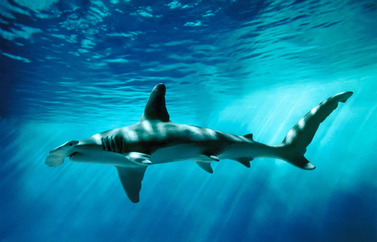 Eingroßer Weißer Hai Bereitet Sich Darauf Vor, Elegant In Den Hellblauen Gewässern Zu Schwimmen.