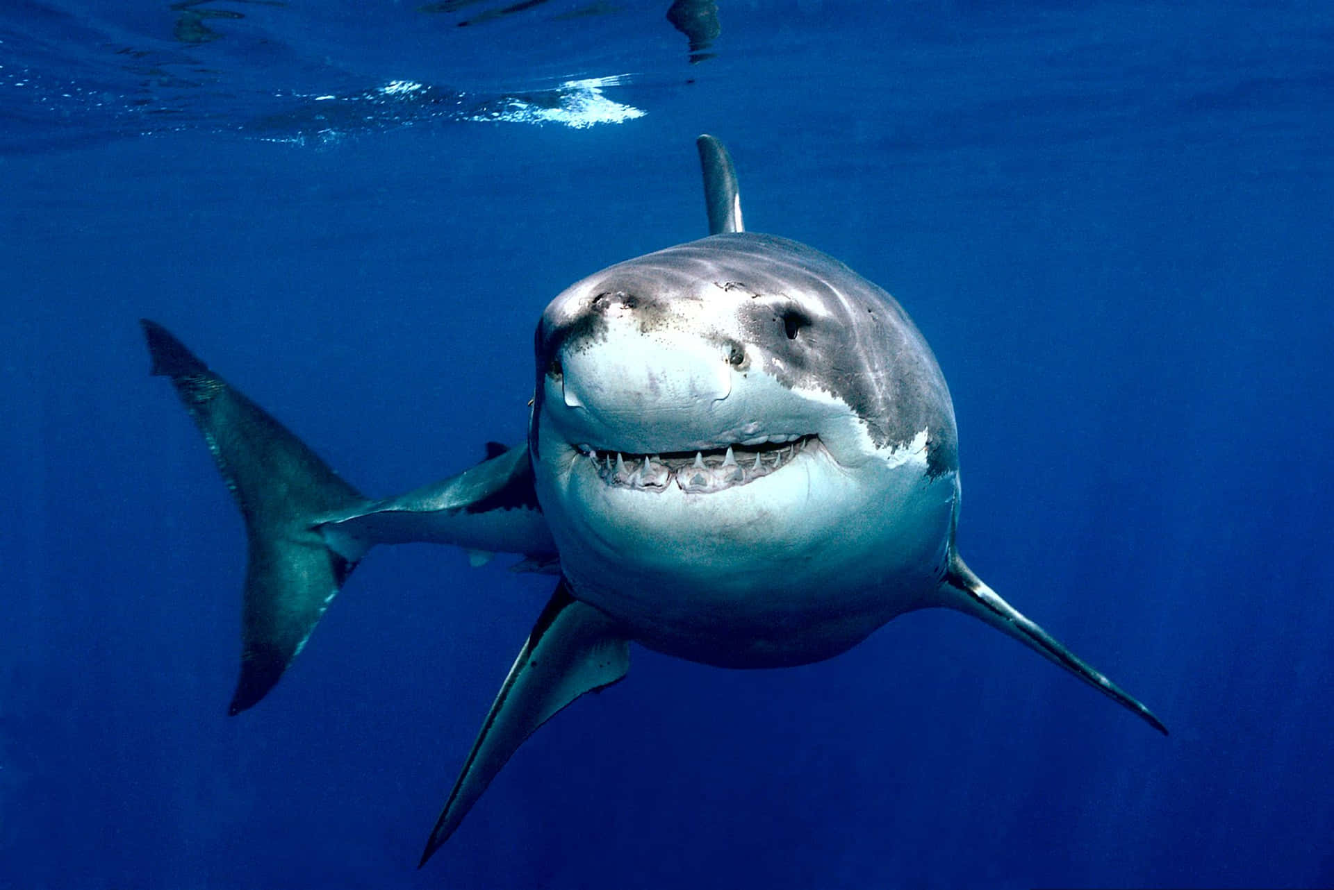 Elgran Tiburón Blanco Muestra Una Vista Previa De Su Enorme Mandíbula.