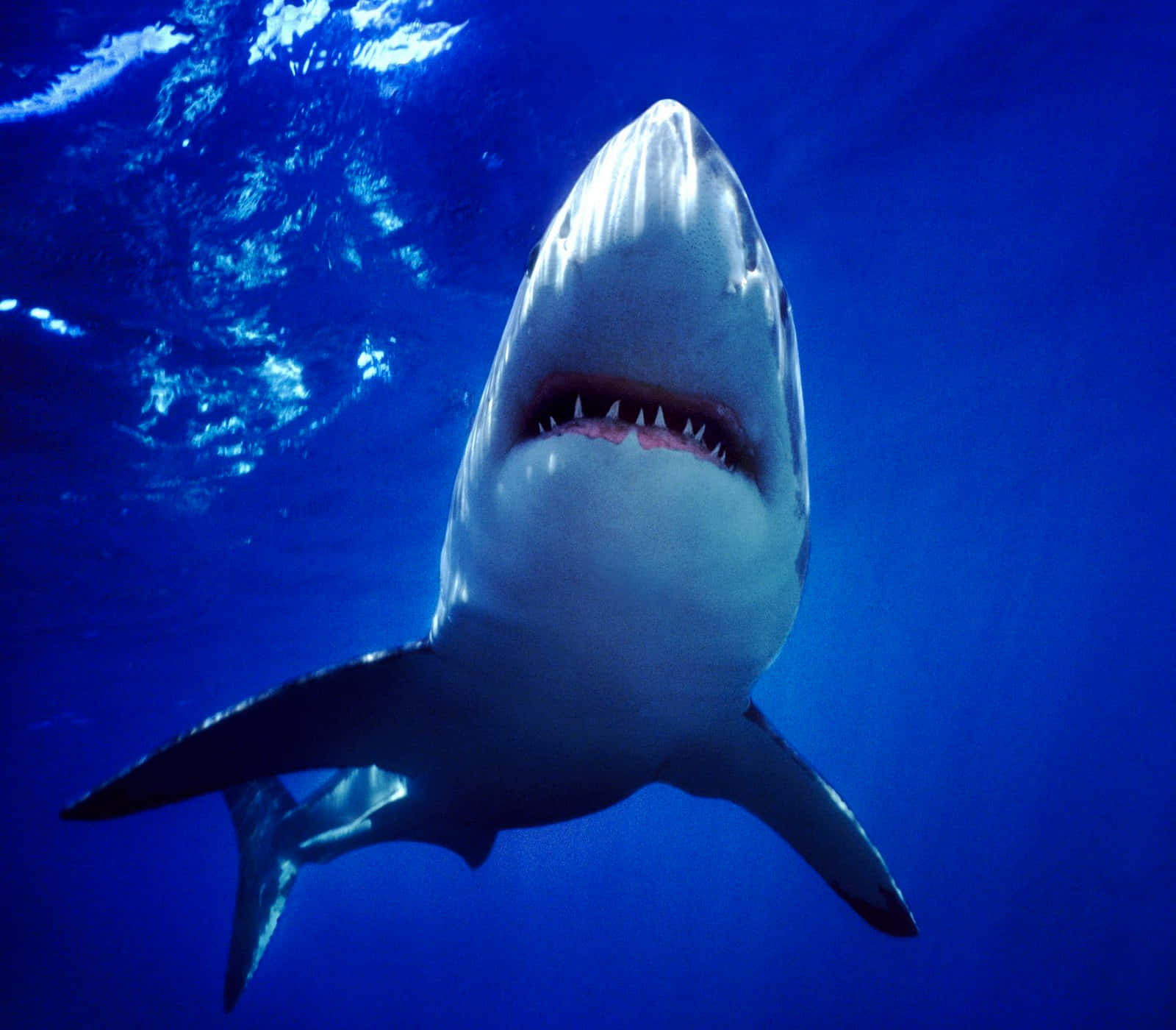 Ungran Tiburón Blanco Realiza Su Movimiento