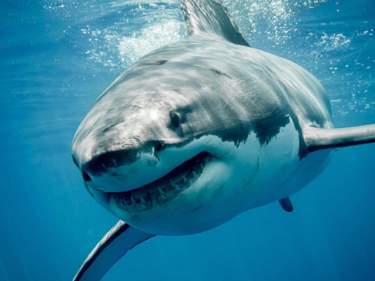 A majestic great white shark cruising through the waters of the open ocean.