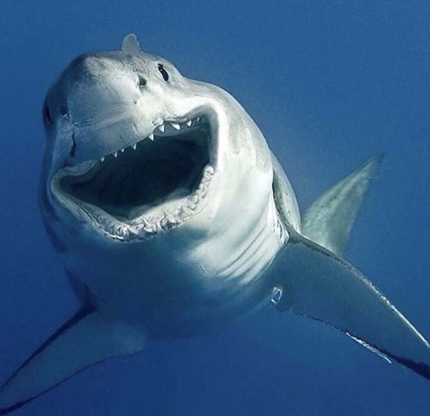 Ungran Tiburón Blanco Rondando Las Profundidades Del Océano En Busca De Presas.