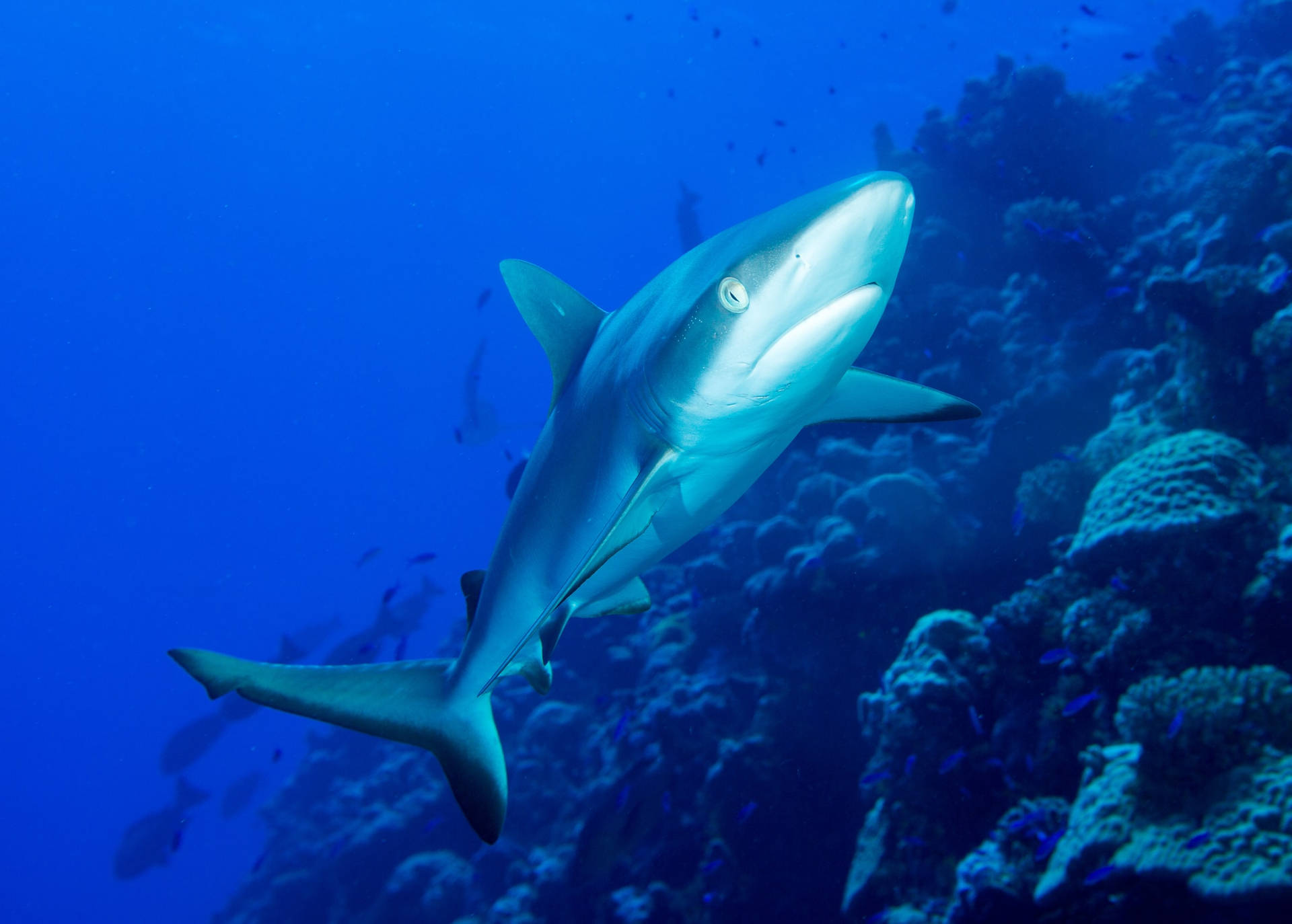 Avistamentode Tubarão Nas Ilhas Marshall. Papel de Parede