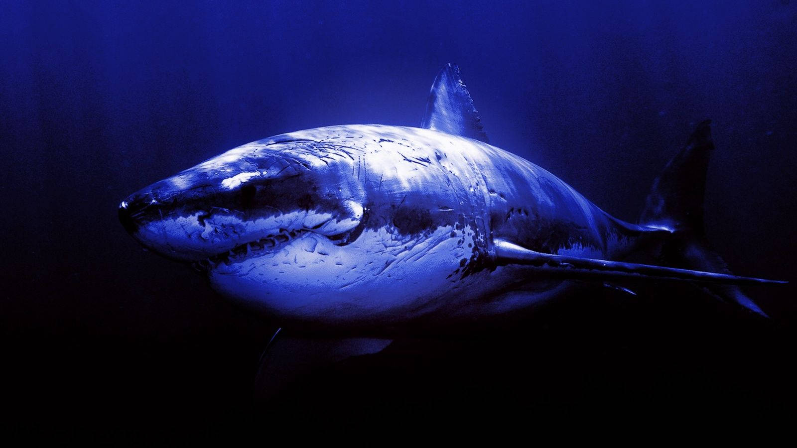 Hai med Blå Mærke Fuego Wallpaper