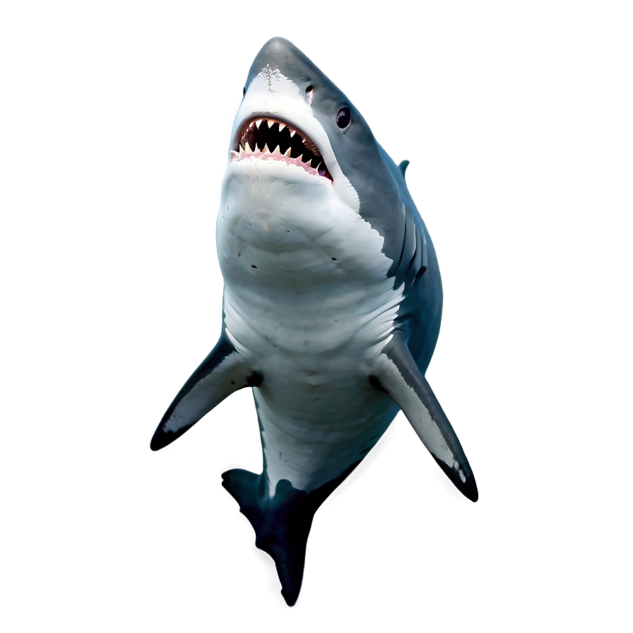 Download Shark With Open Mouth Png 05032024 | Wallpapers.com