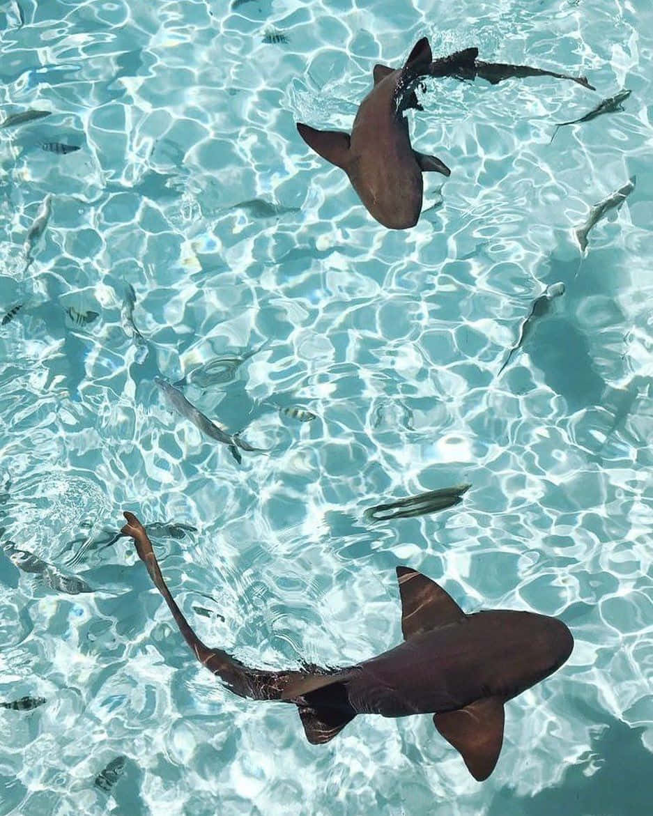 Sharks Gliding Through Crystal Waters Wallpaper