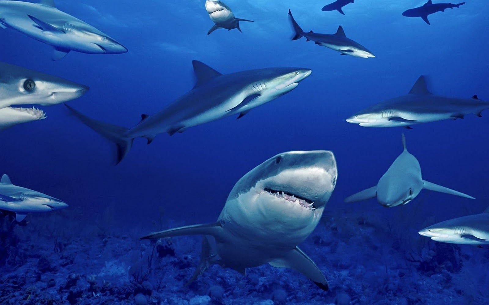 Sharks Swimming In Ocean Wallpaper