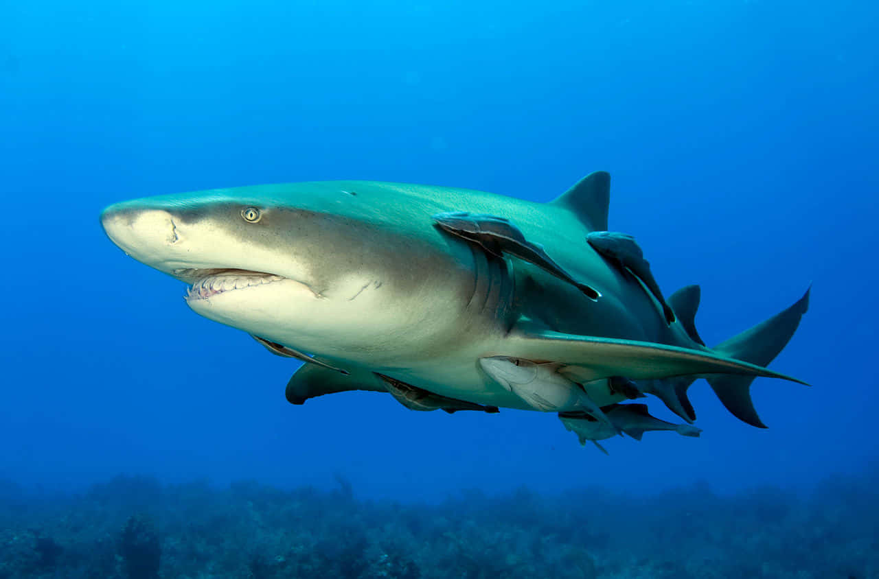Sharkwith Remoras Underwater Wallpaper