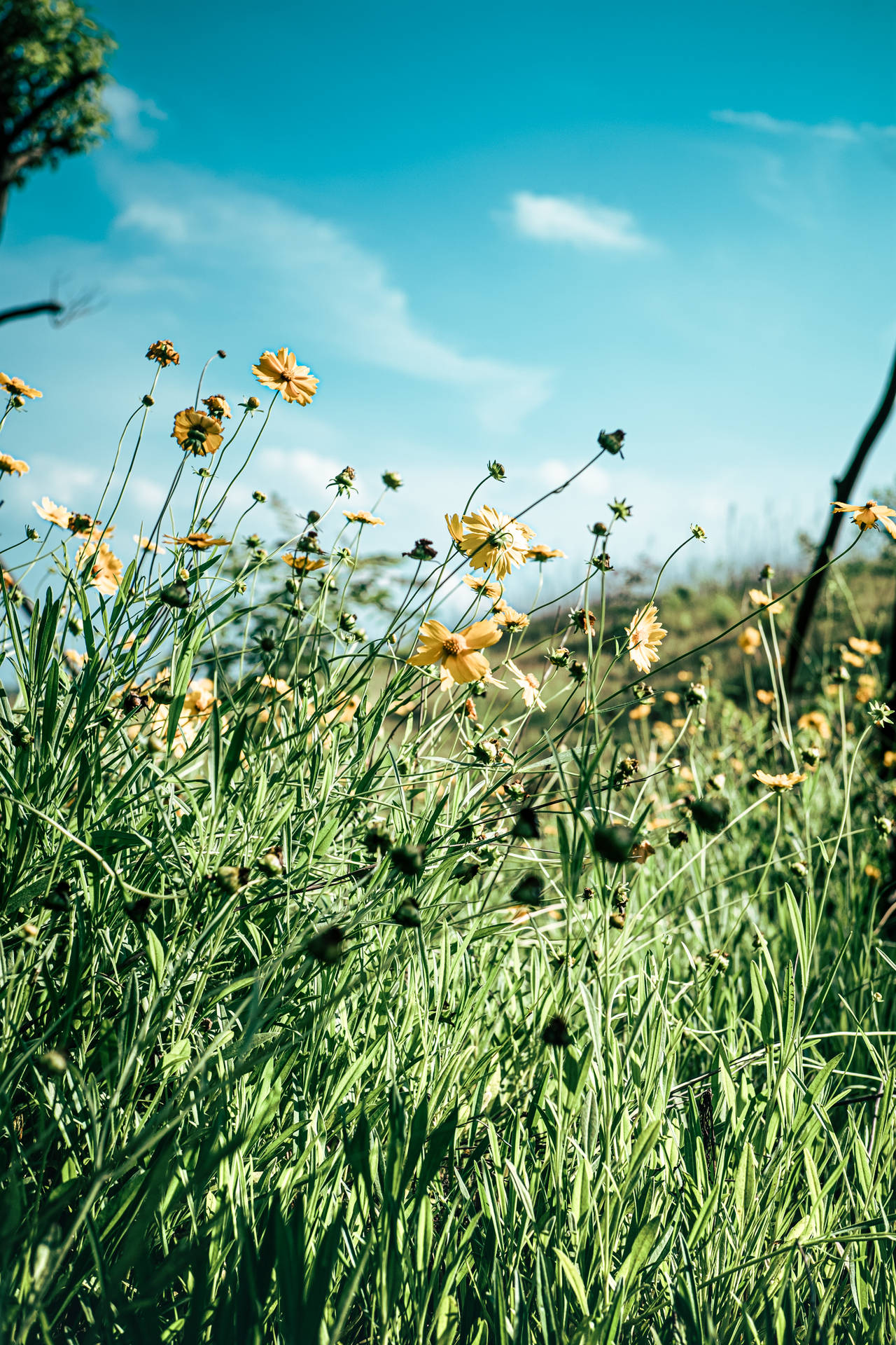 Sharp Grass Meadow Wallpaper