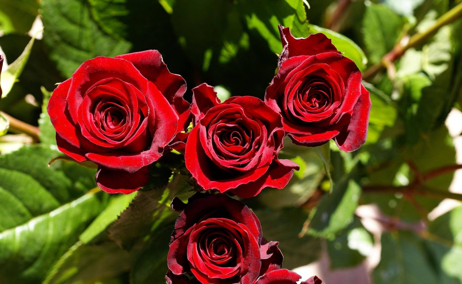 Sharp Red Roses