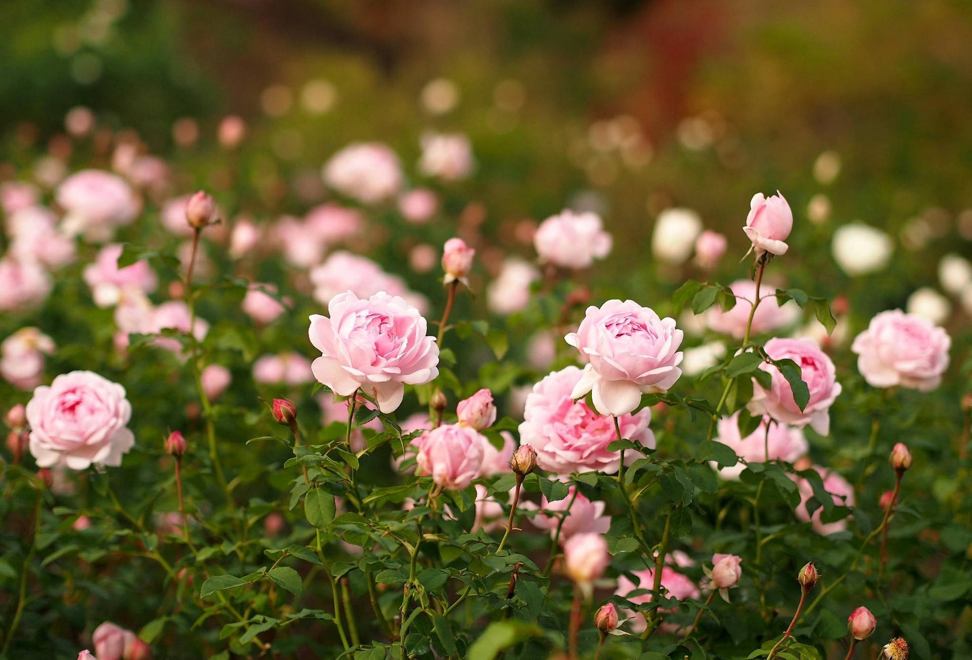 Rosas Afiadas No Jardim Celestial. Papel de Parede