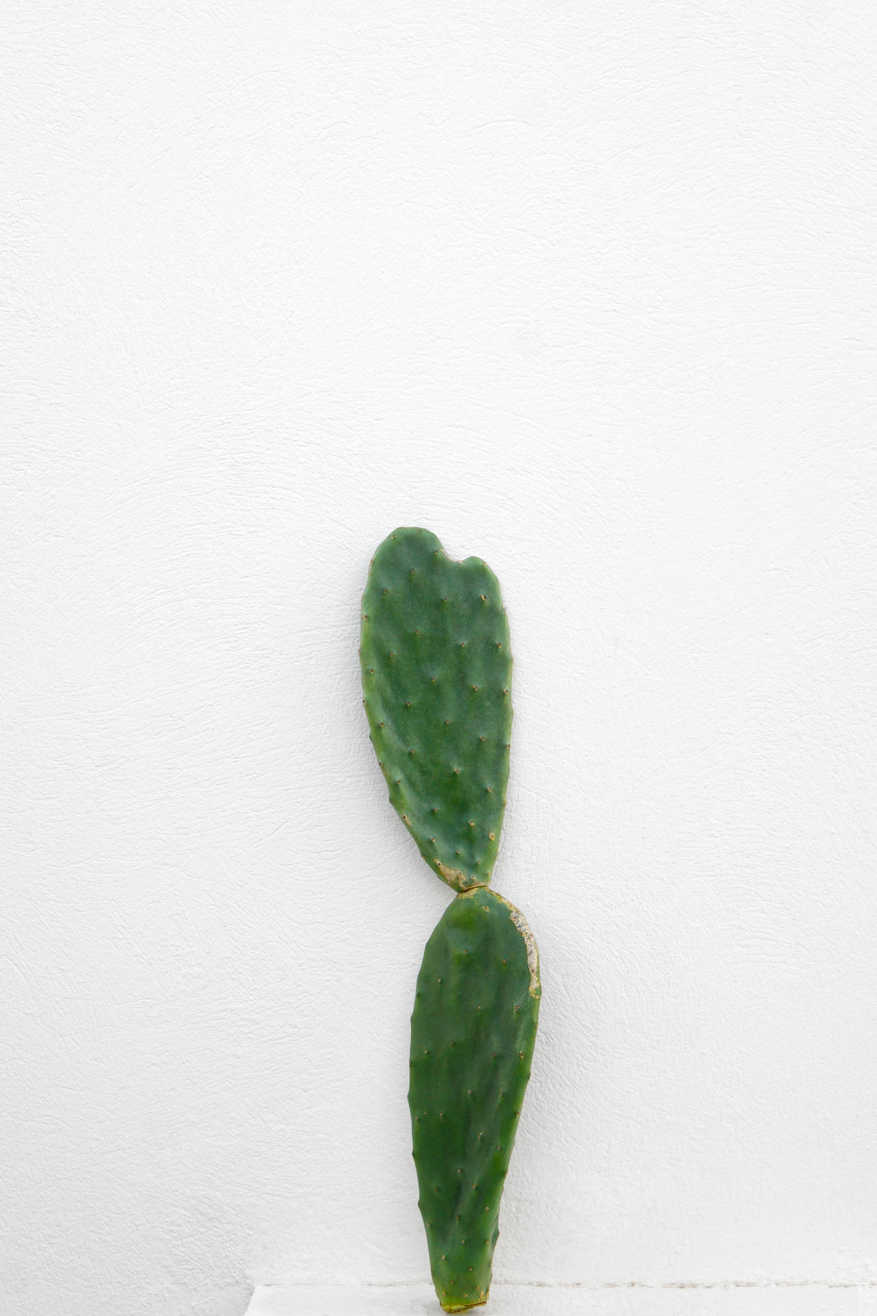 Sharp Thorns Of Cacti Wallpaper