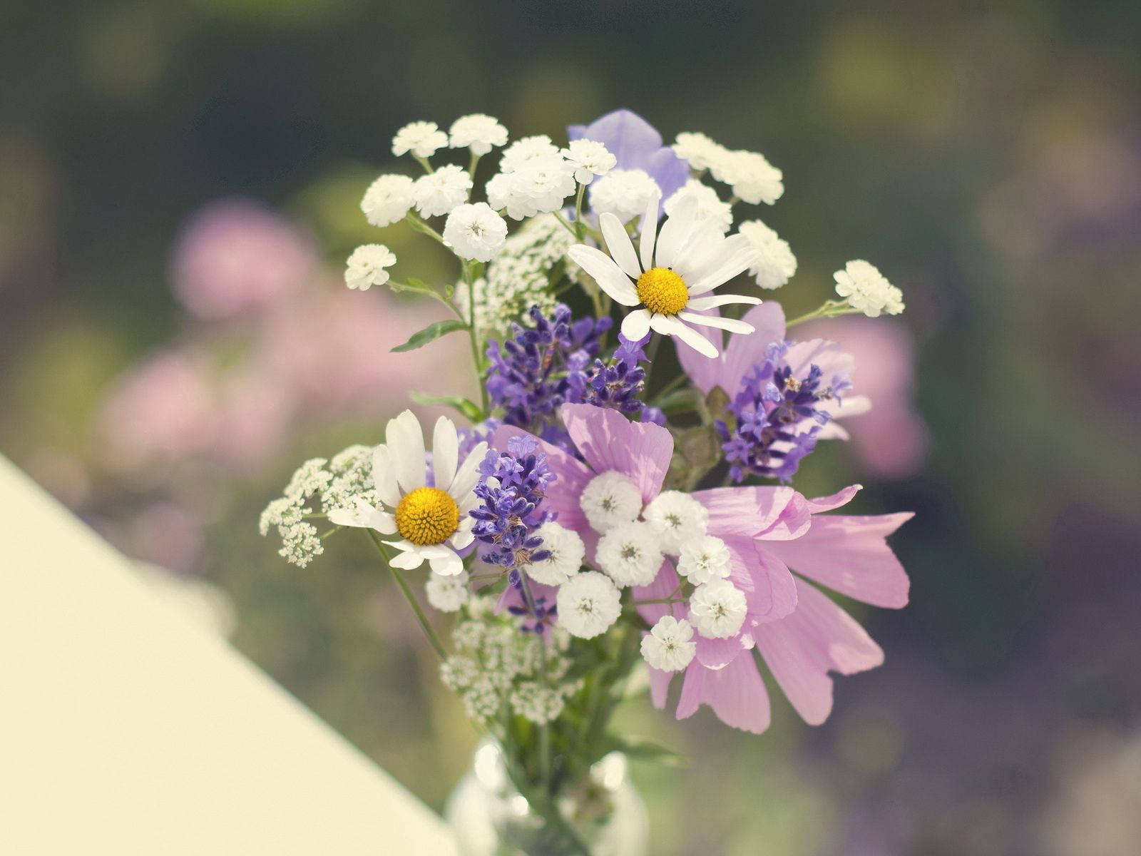 Floresvioleta Afiadas E Brancas Papel de Parede