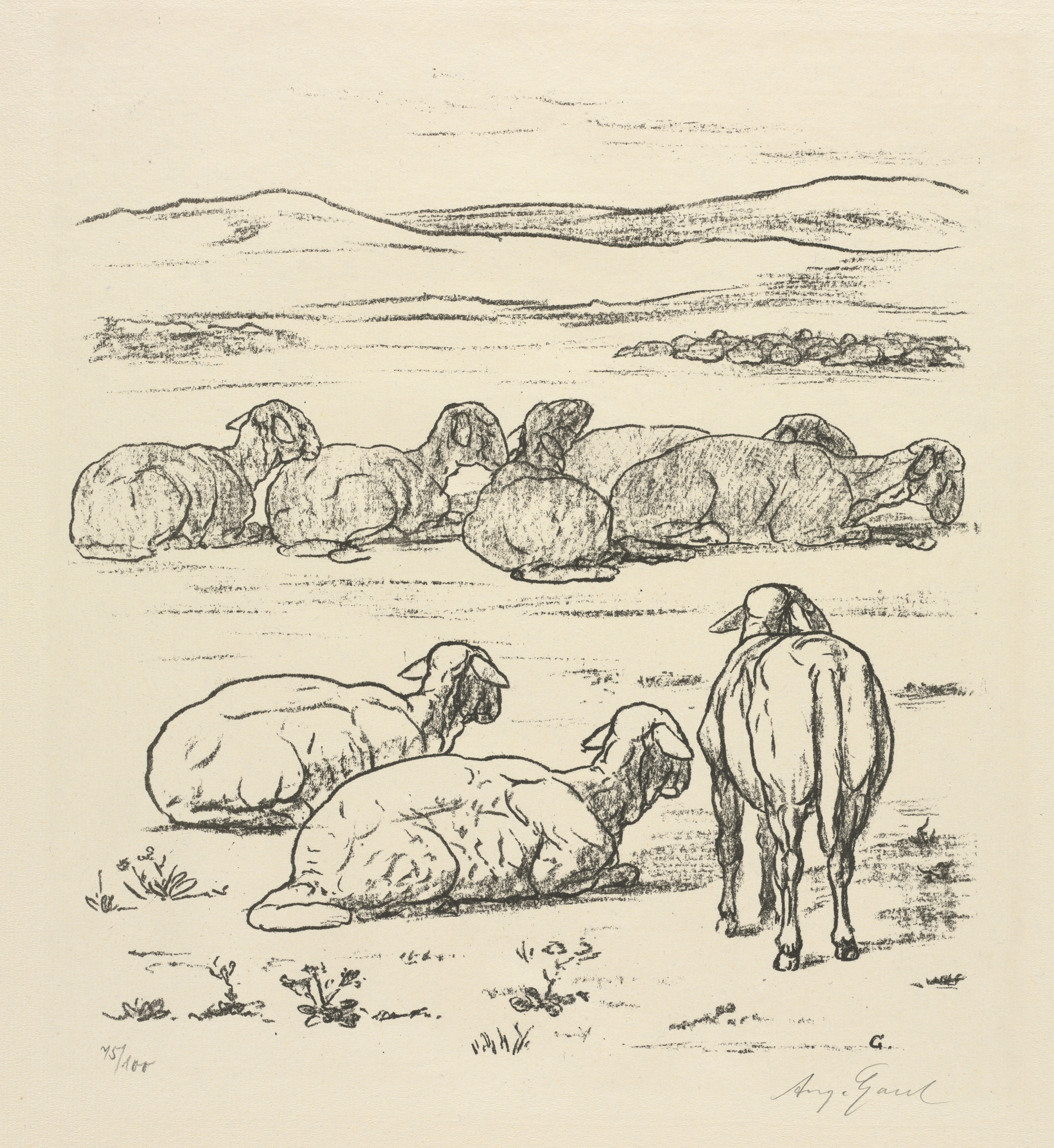 Sheep Wallpaper