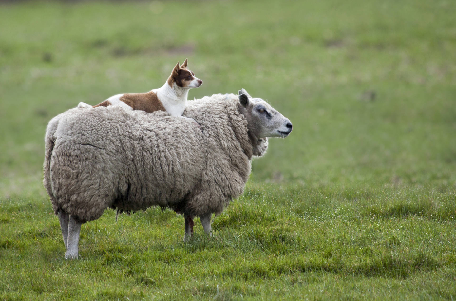 Sheep And A Dog