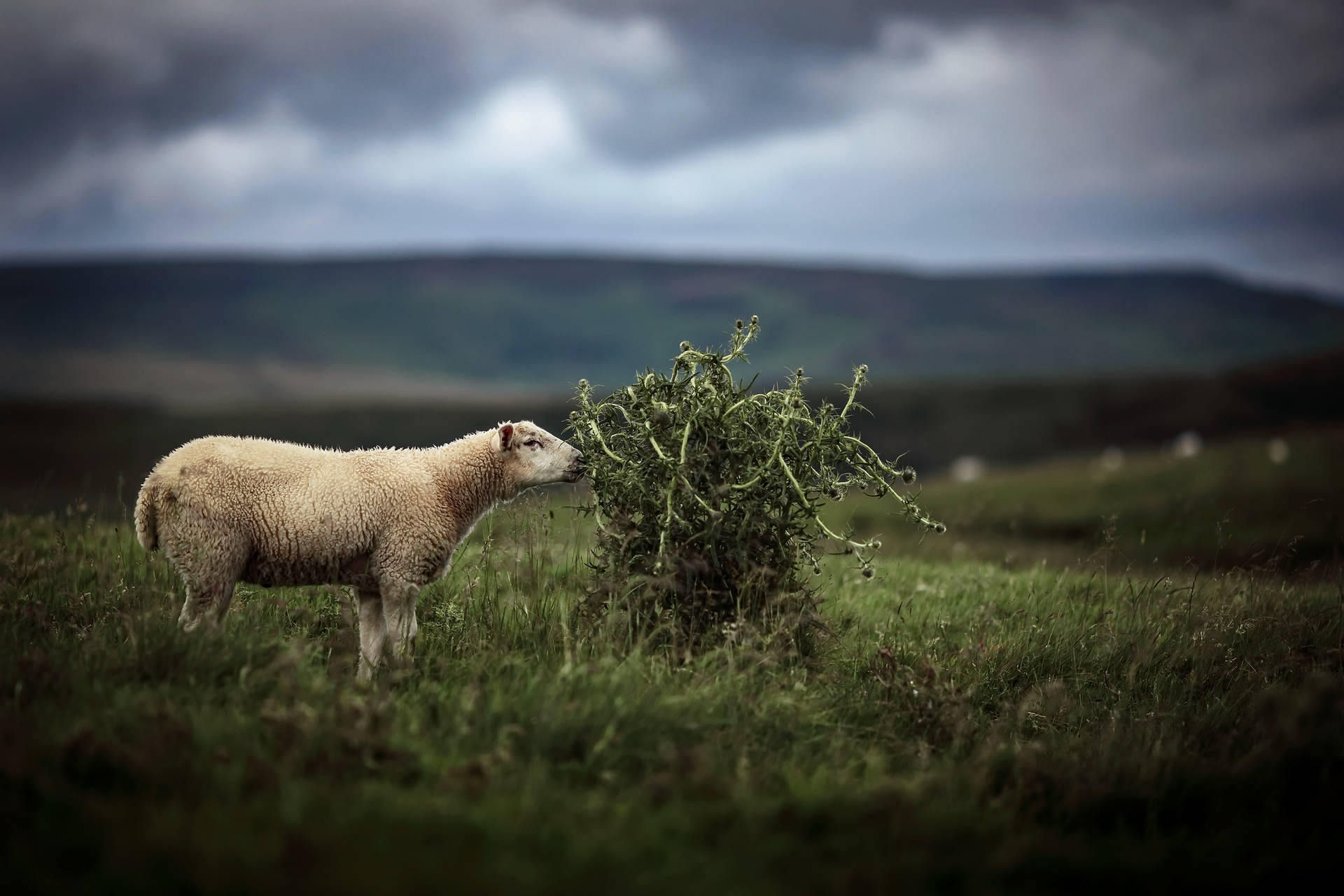 Sheep And Thorn Plant