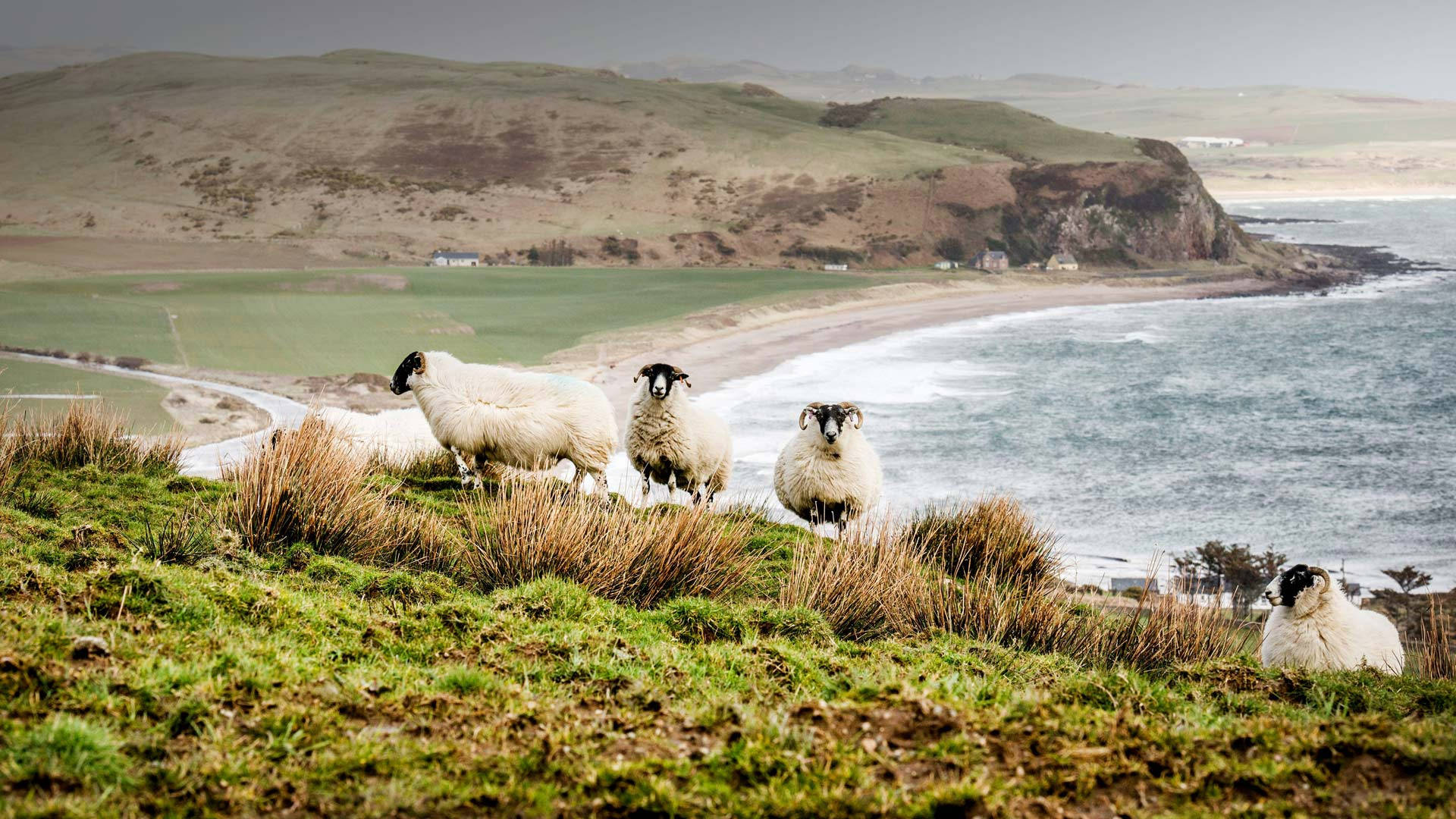 Sheep Beside Ocean