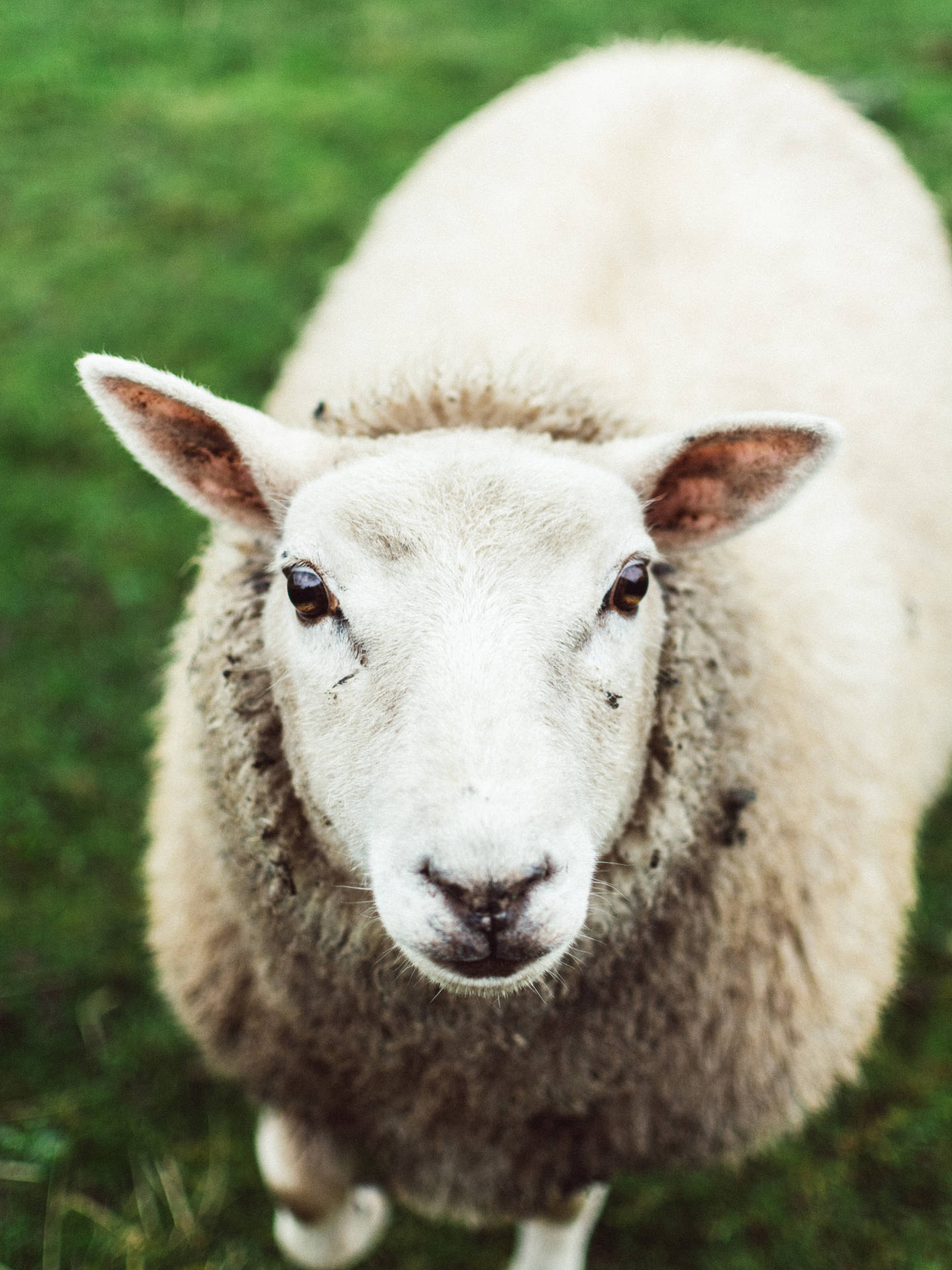 Sheep Close-up Shot
