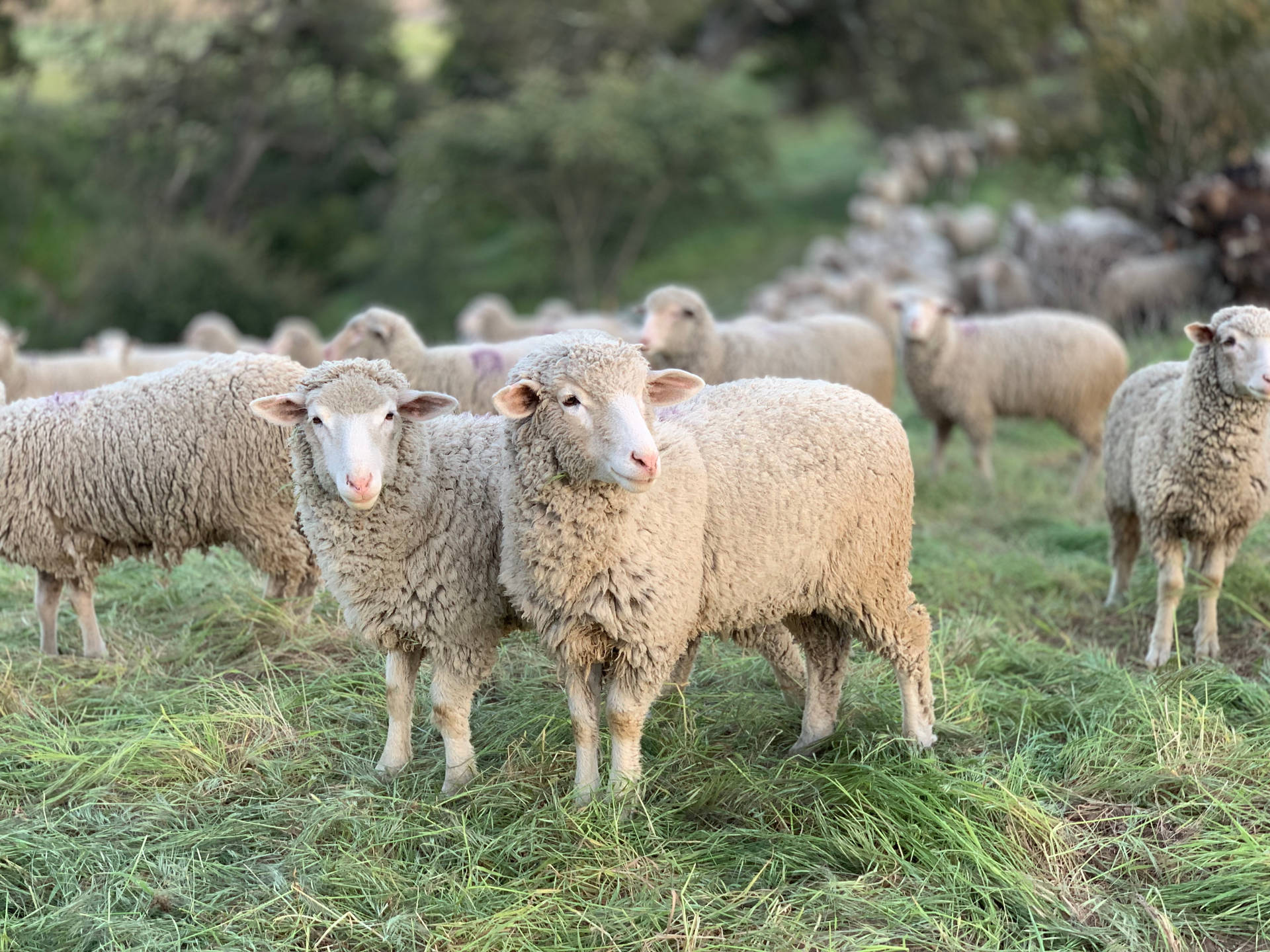 Sheep Herd In Field