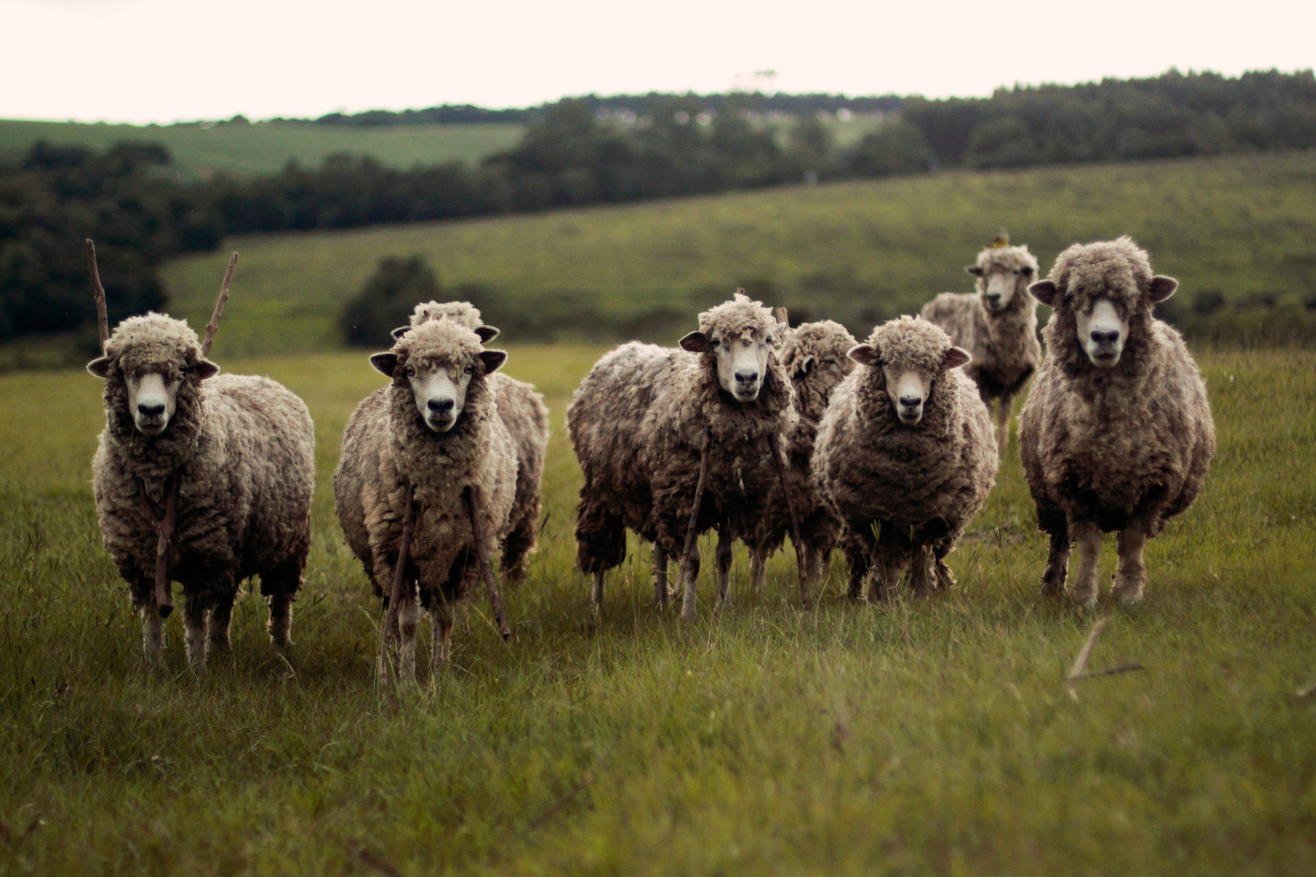Sheep Herd In The Field