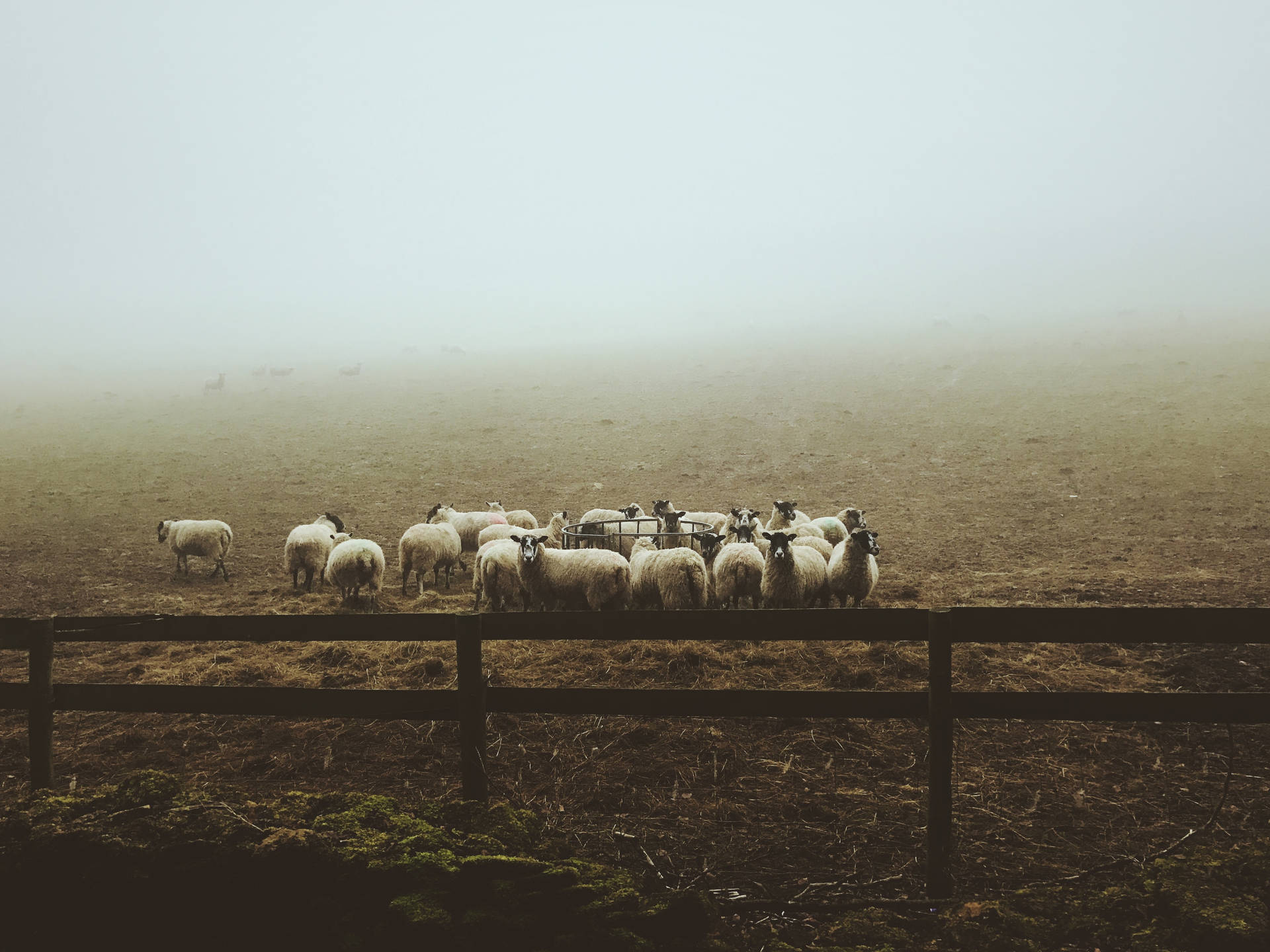 Sheep Herd Misty Morning Wallpaper