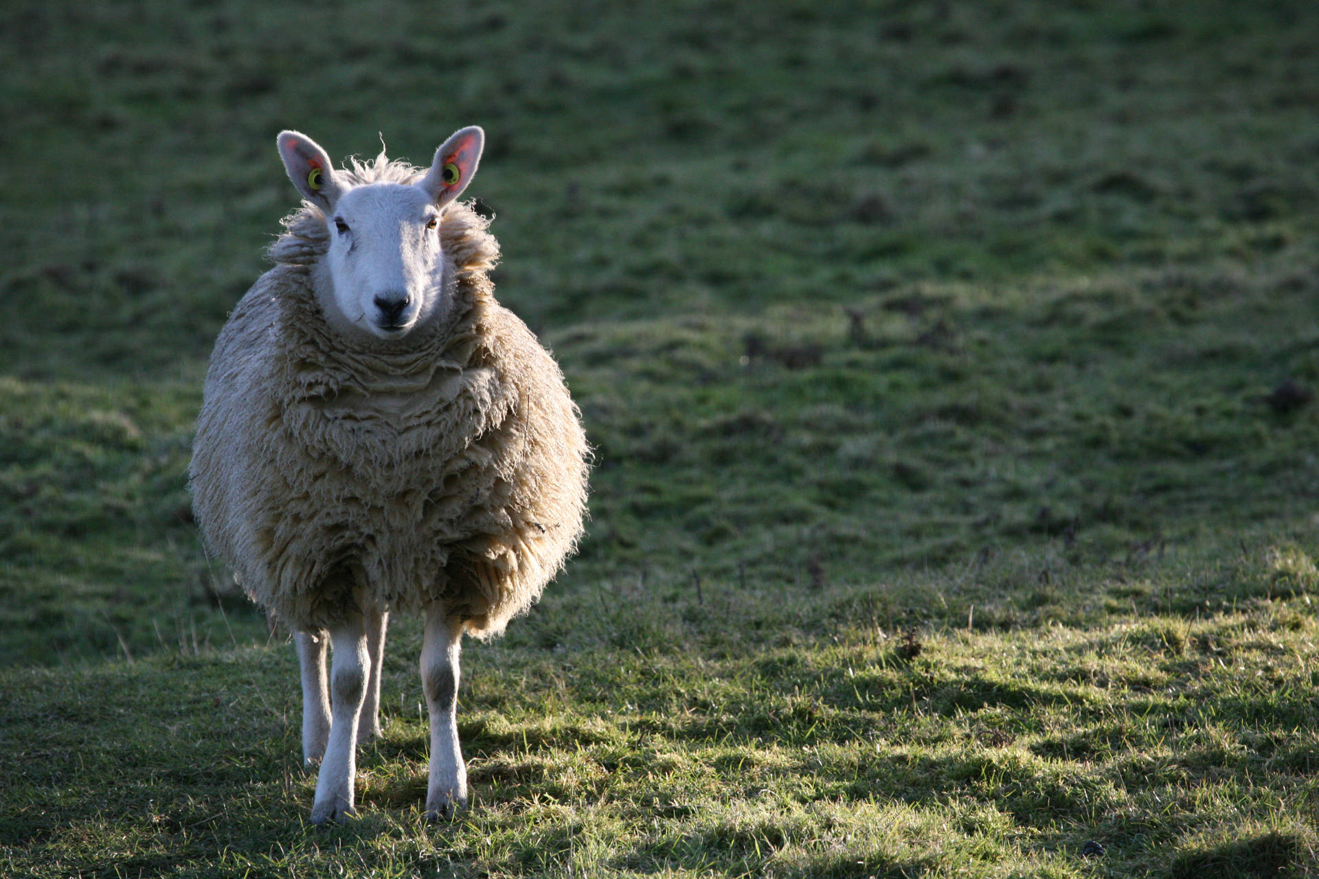 Sheep In Grass Field