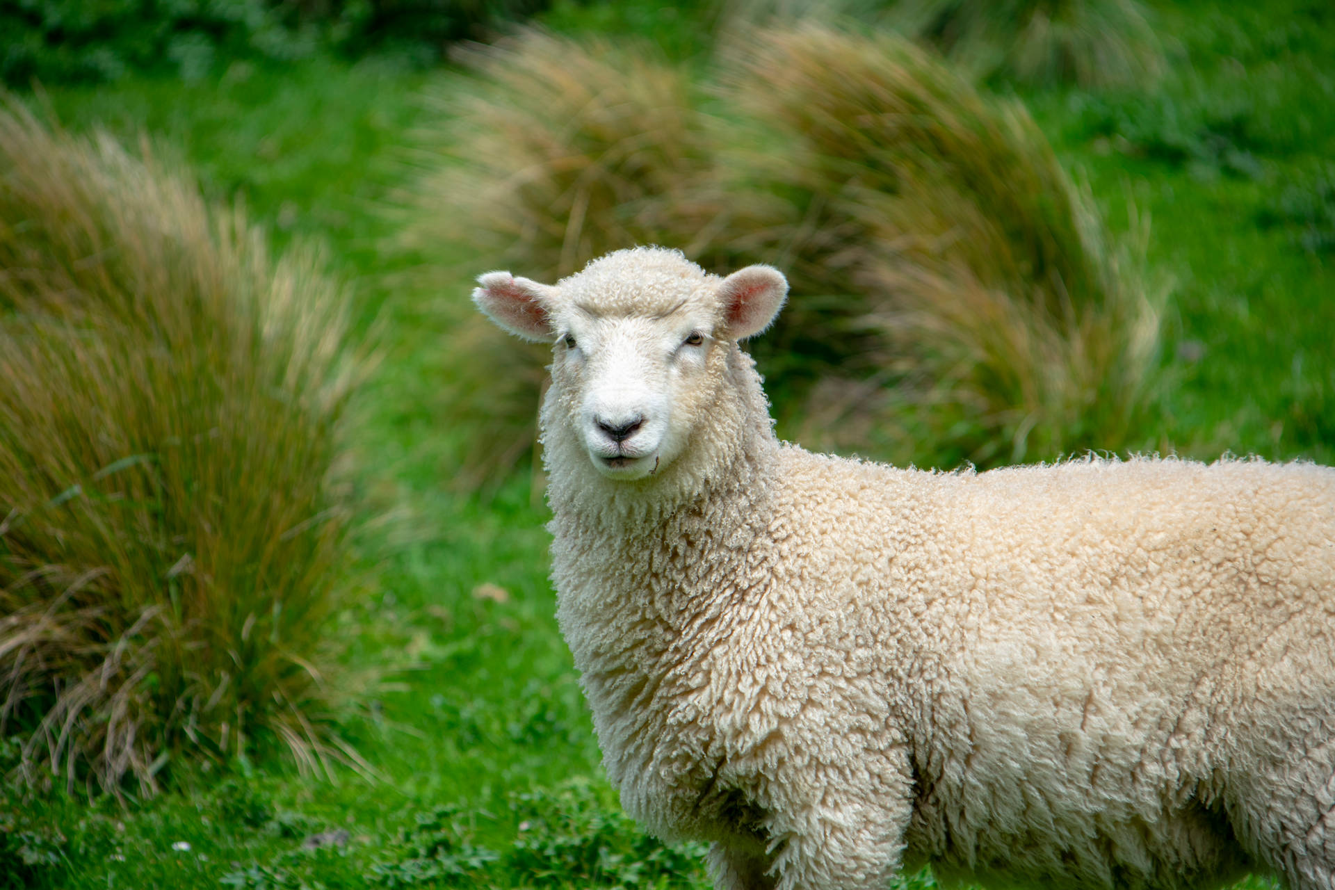 Sheep In Grassy Soil