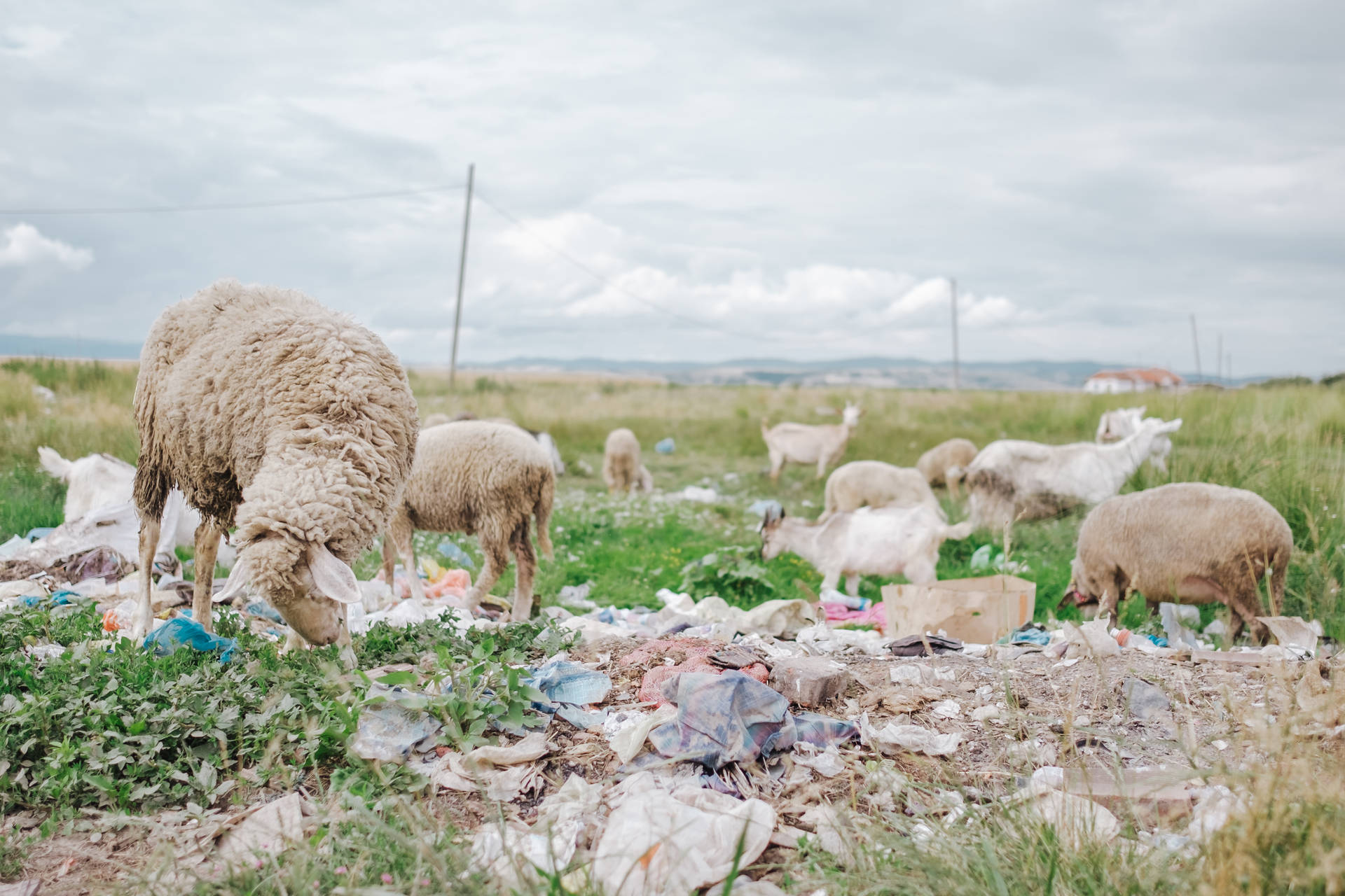 Sheep In Kosovo Fields Background