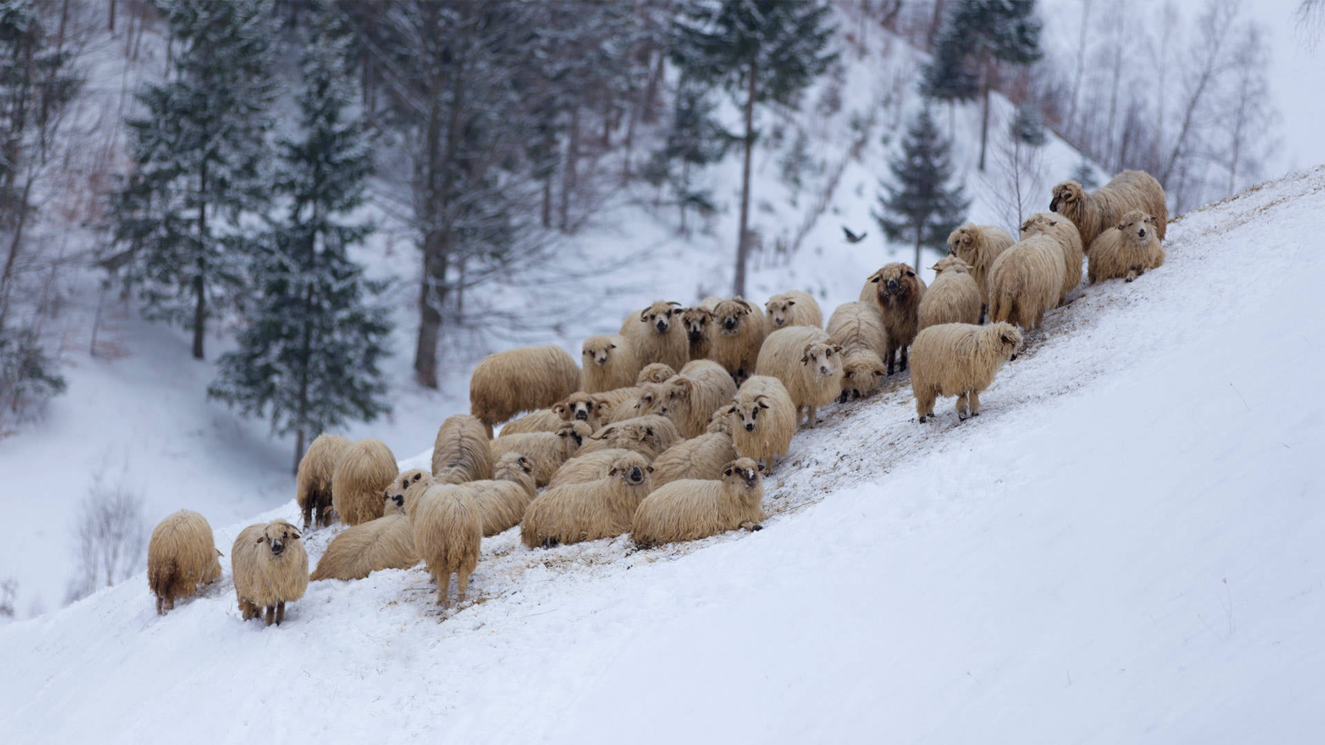 Sheep In Snow Wallpaper