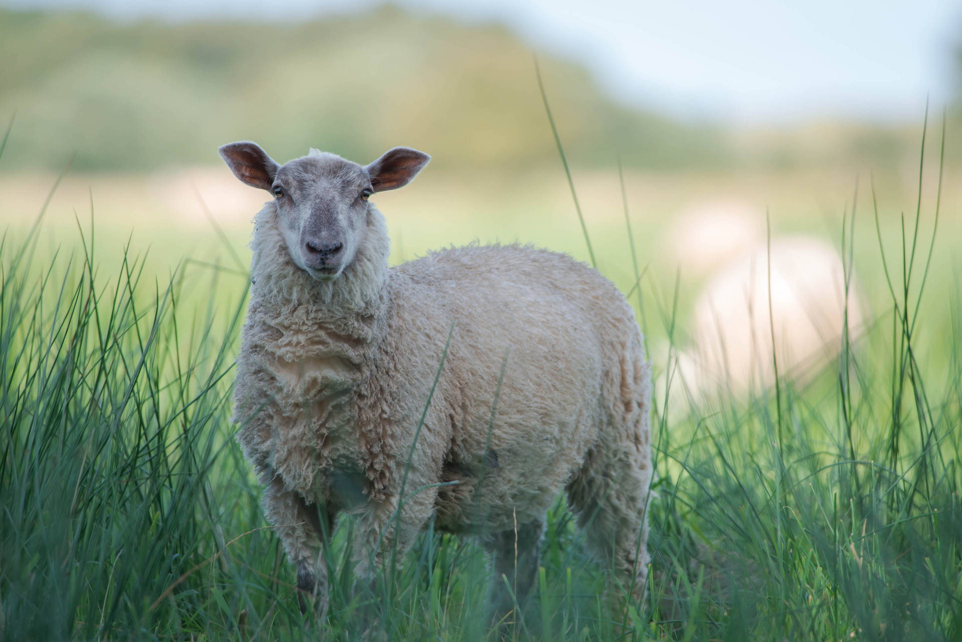Sheep In Tall Grass Wallpaper