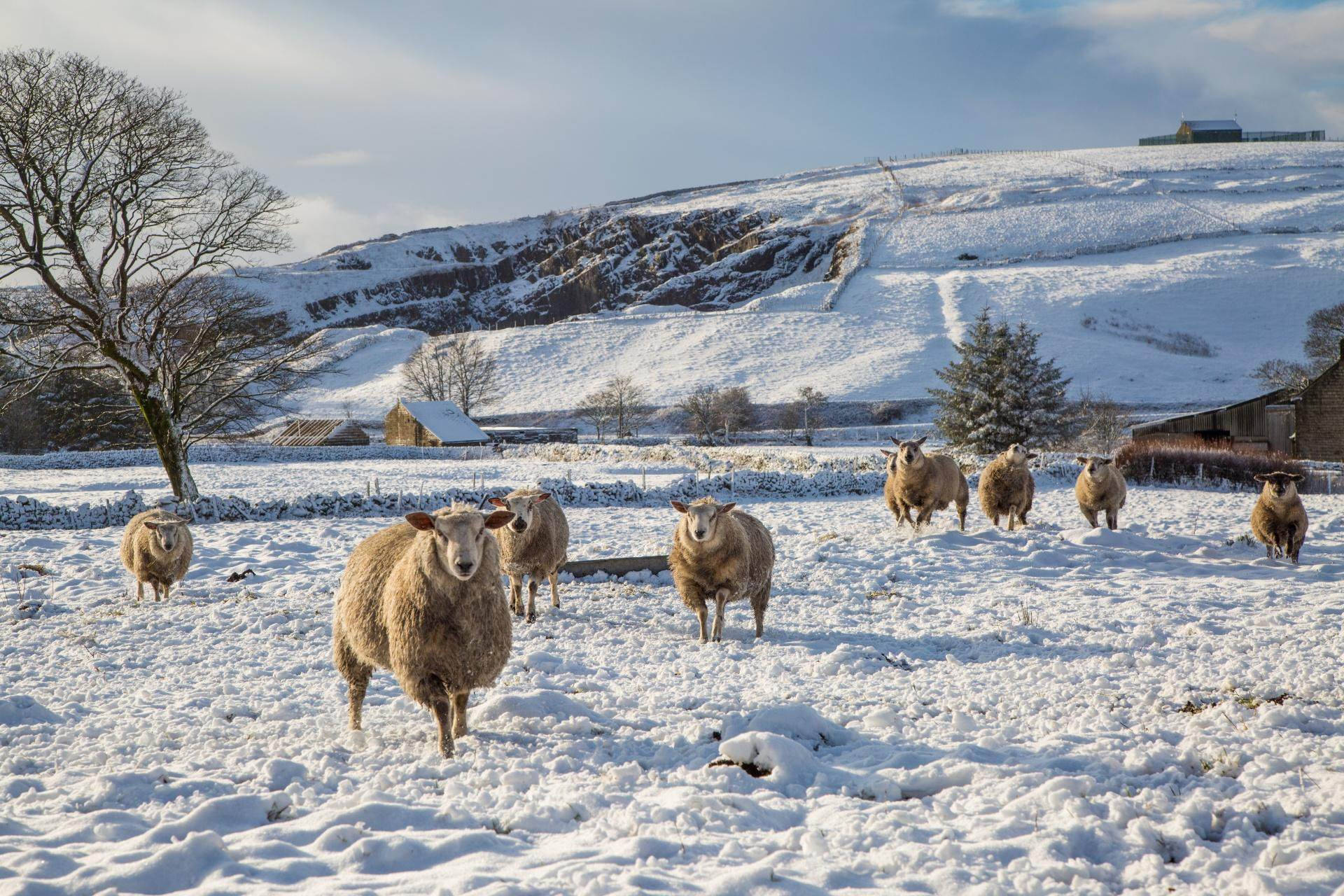 Sheep In Winter Snow Wallpaper