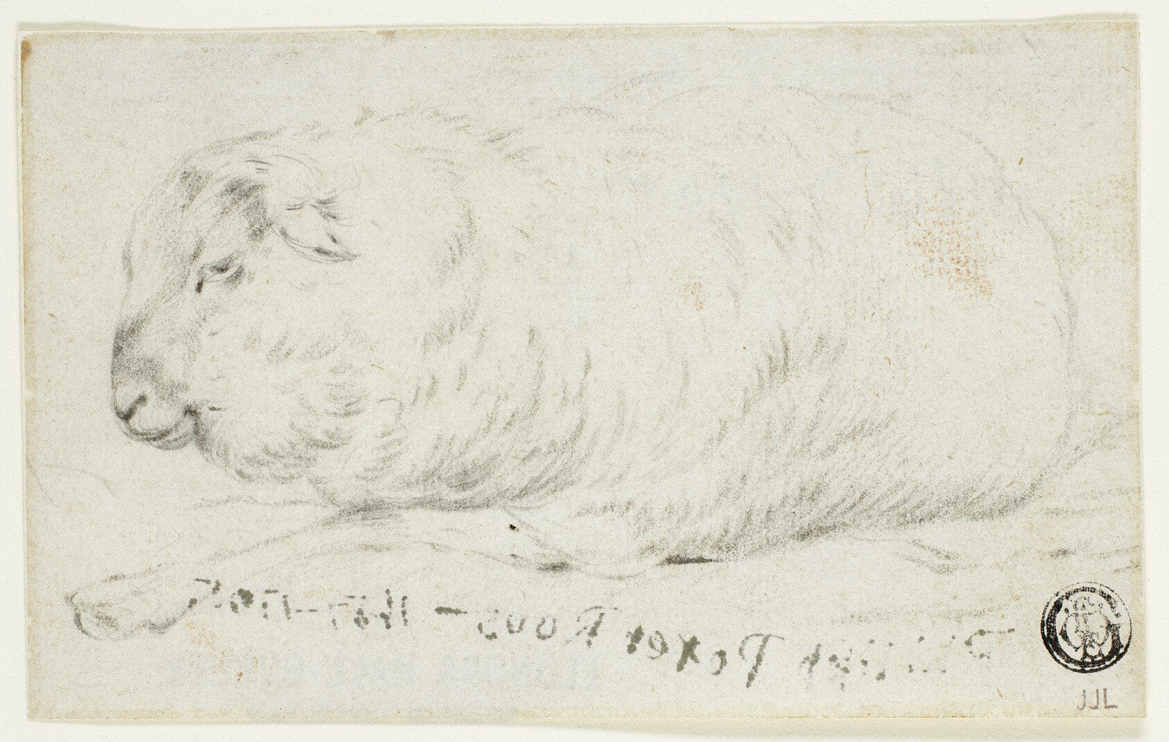 Sheep Lying Down Wallpaper