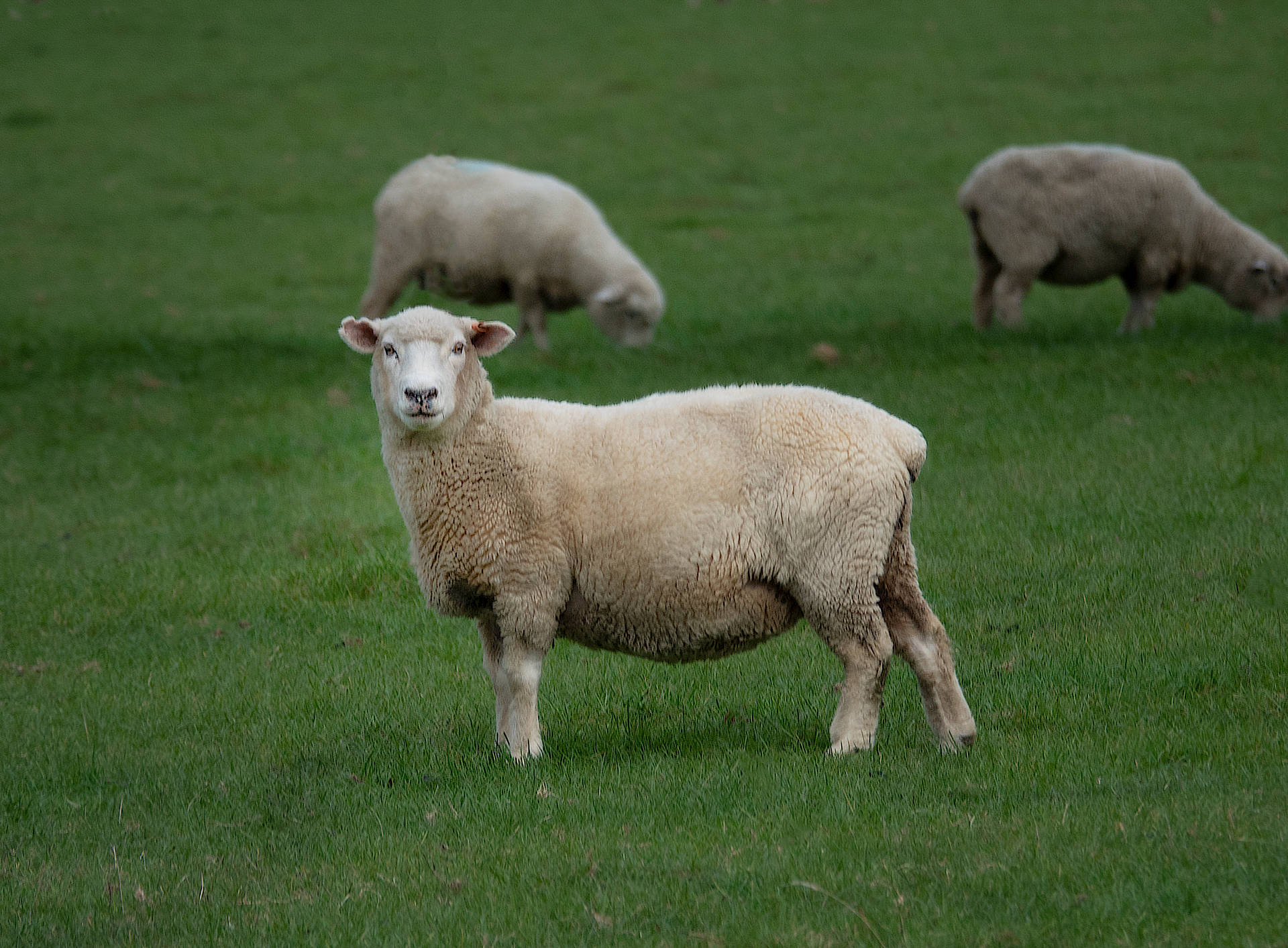 Sheep On Lawn Wallpaper