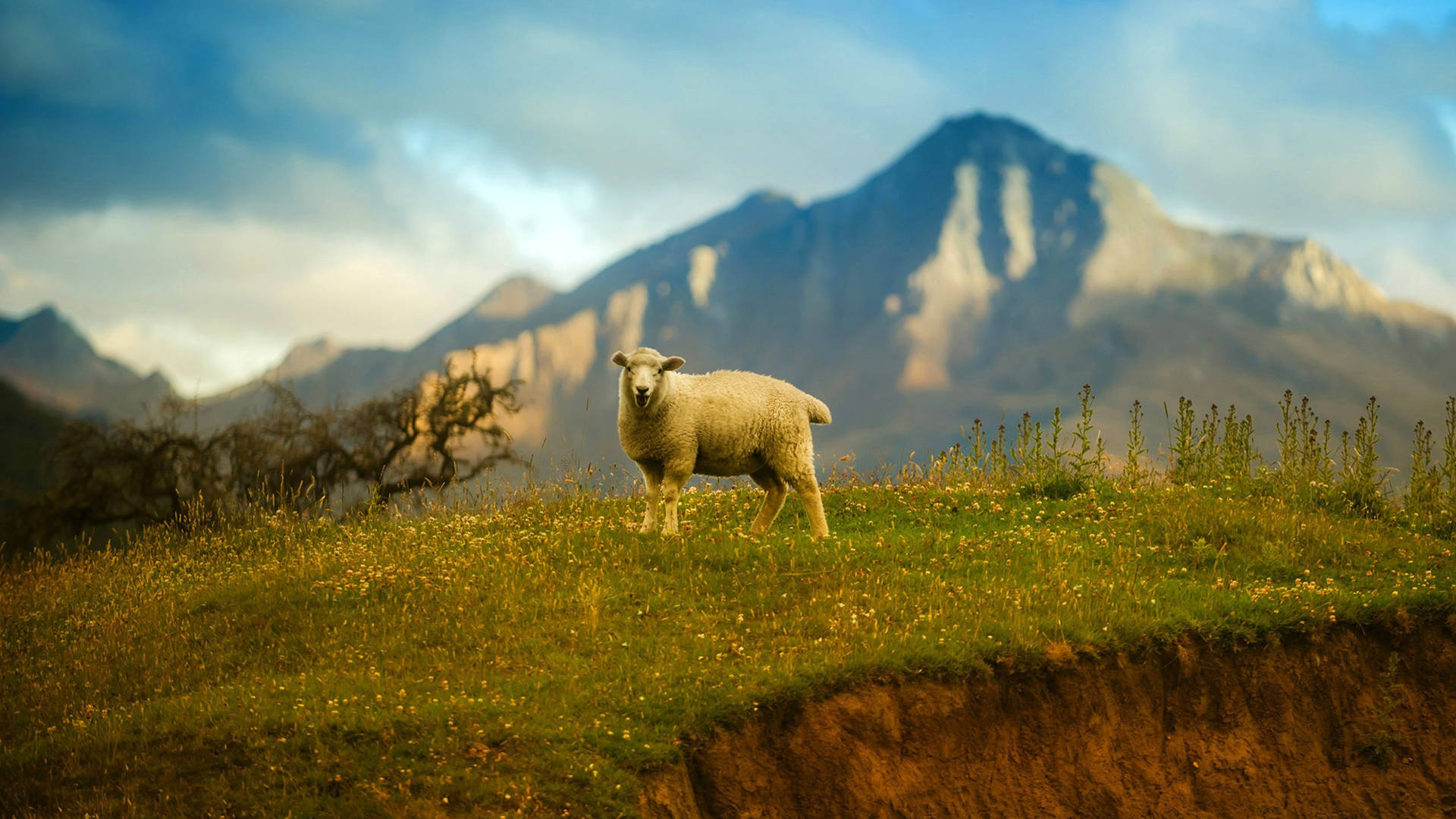 Sheep On Mountain Cliff