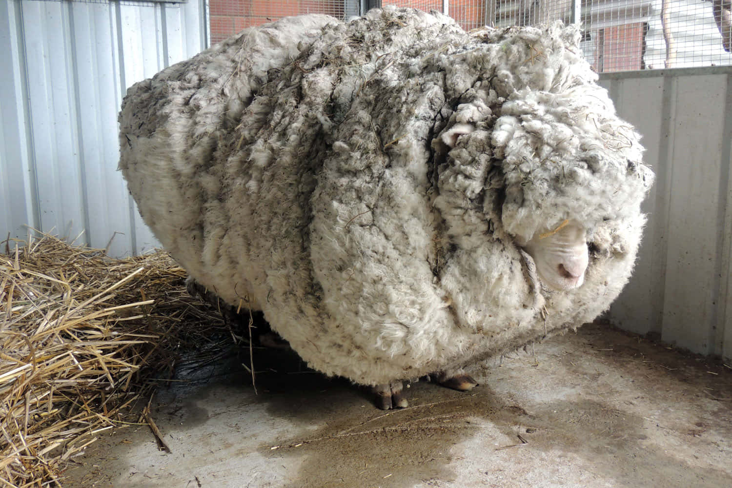 A Sheep In A Barn