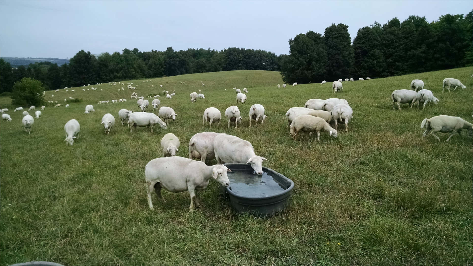 Untrio Di Pecore Dallo Sguardo Soddisfatto Che Pascolano In Un Prato