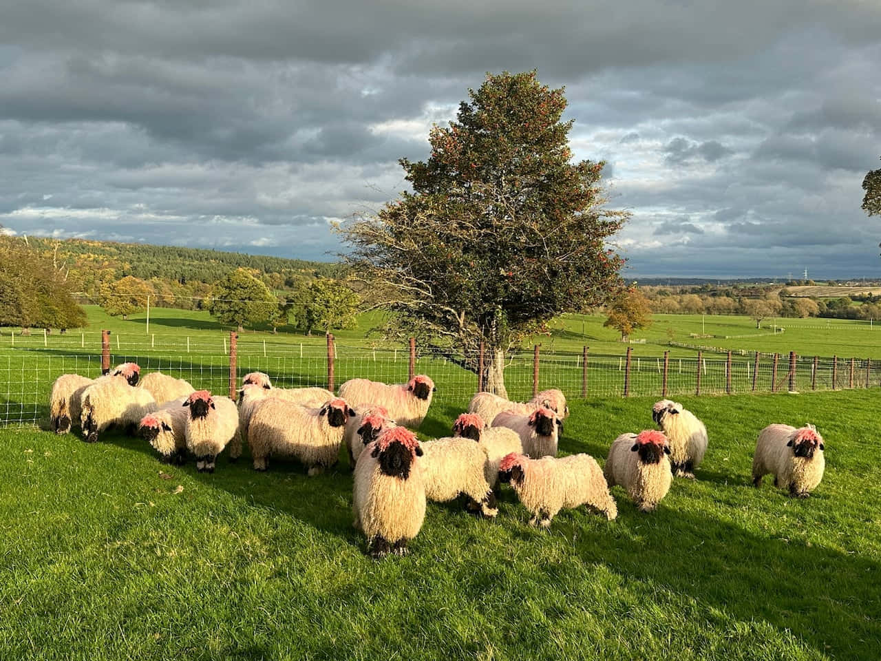 Image  Curious Sheep Frolics in Open Field