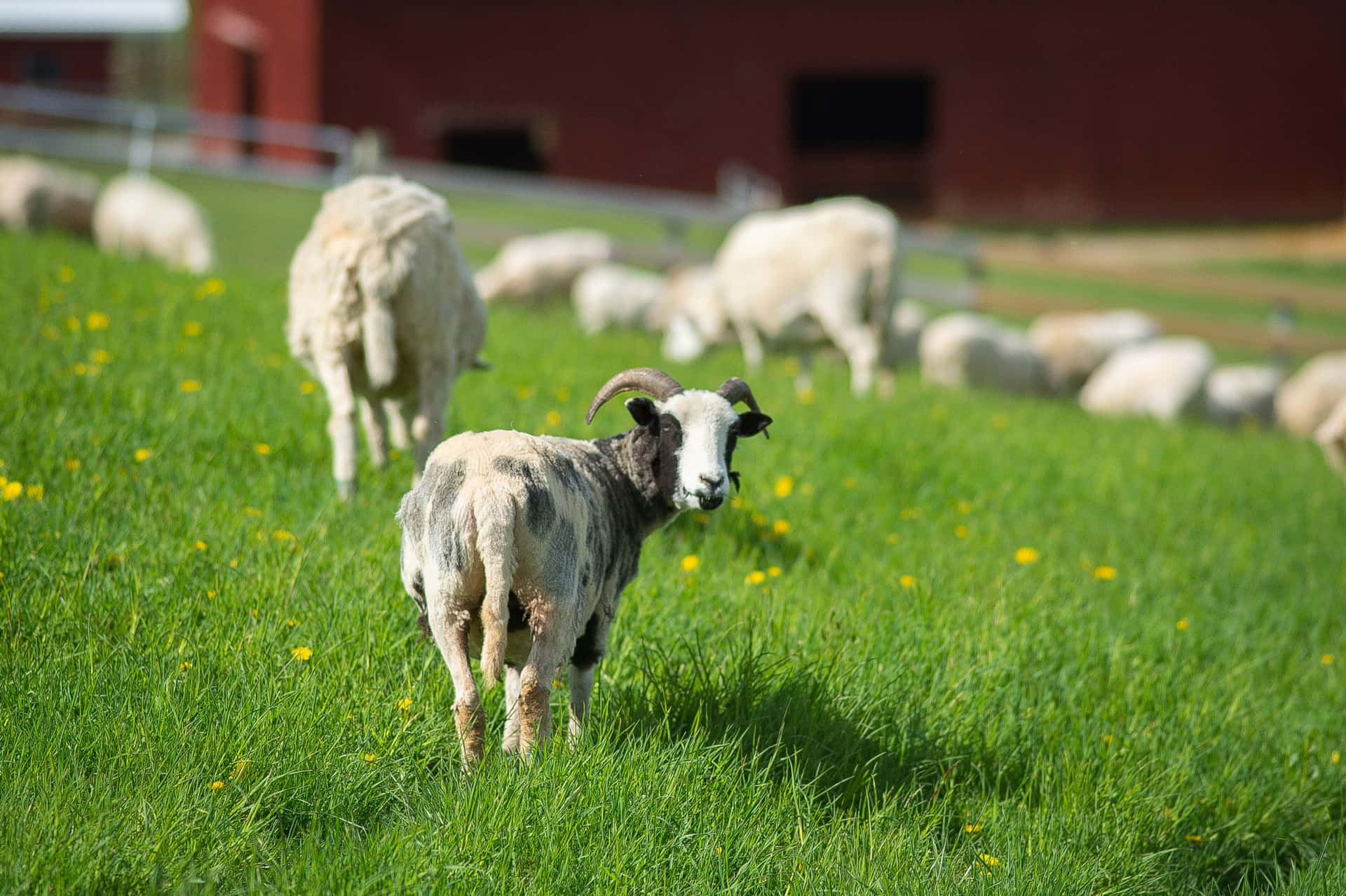 Unbranco Di Pecore Bianche Che Pascolano Nell'erba.