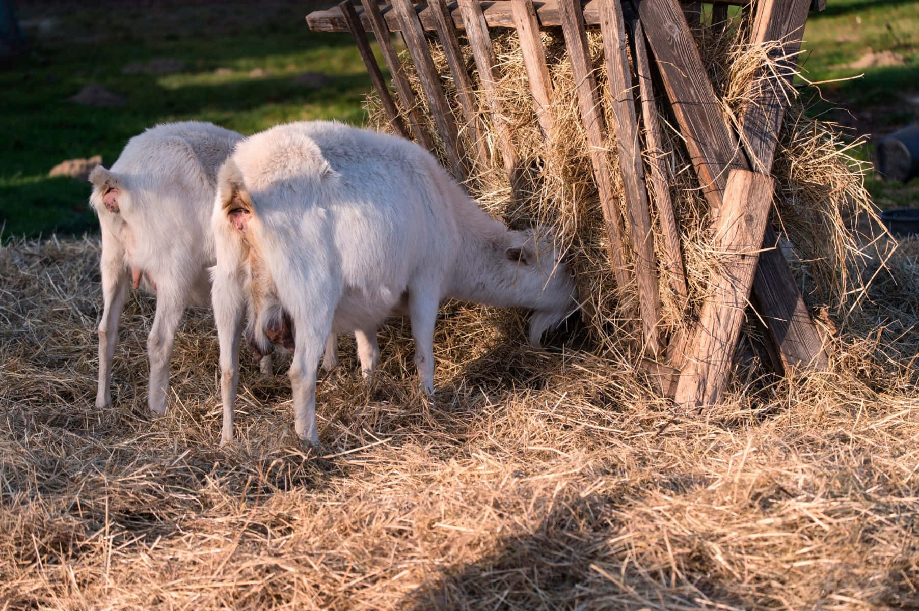 Two White Goats Eating Hay