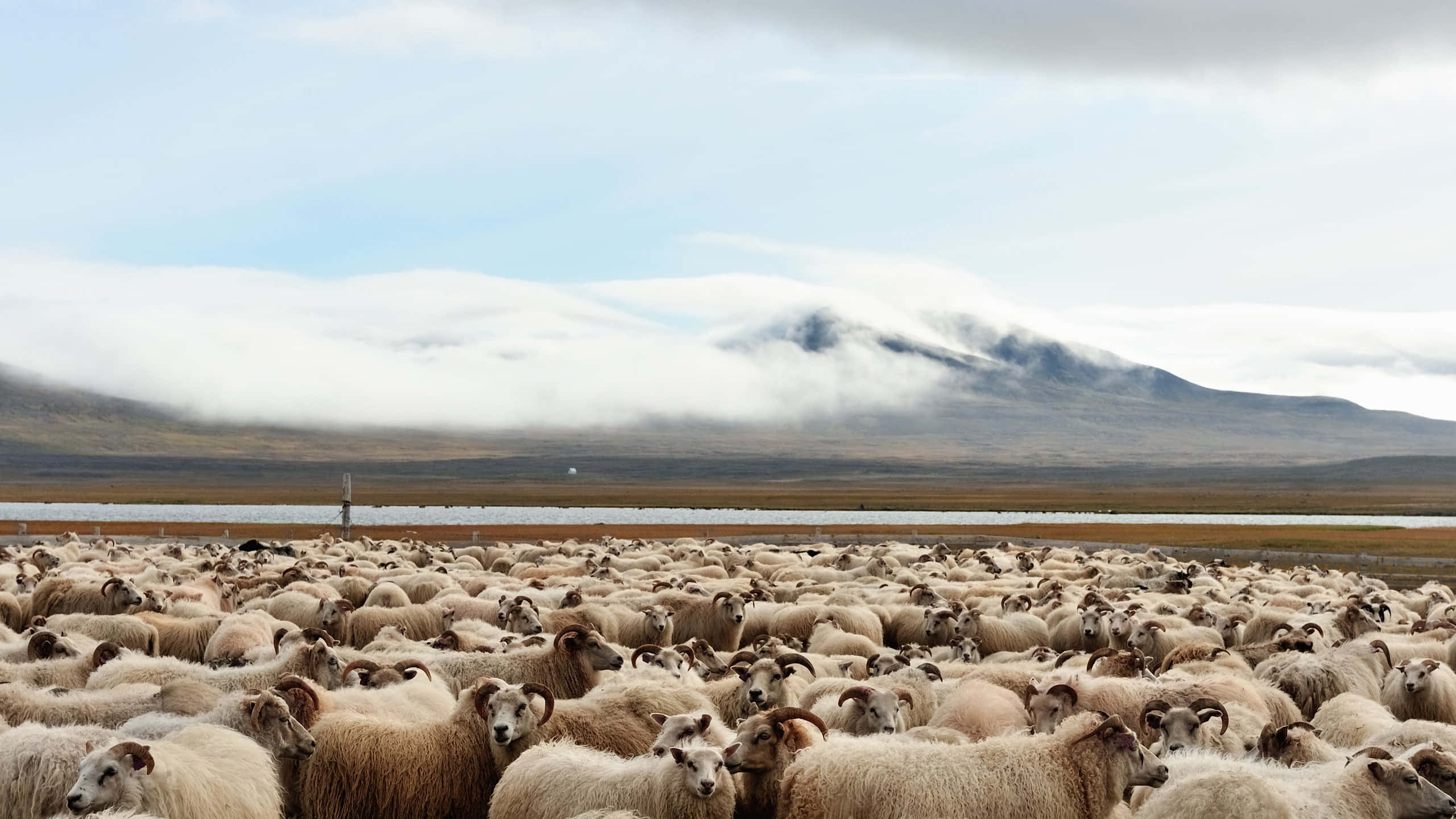 Unbranco Di Pecore Che Pascolano Su Una Collina Verde