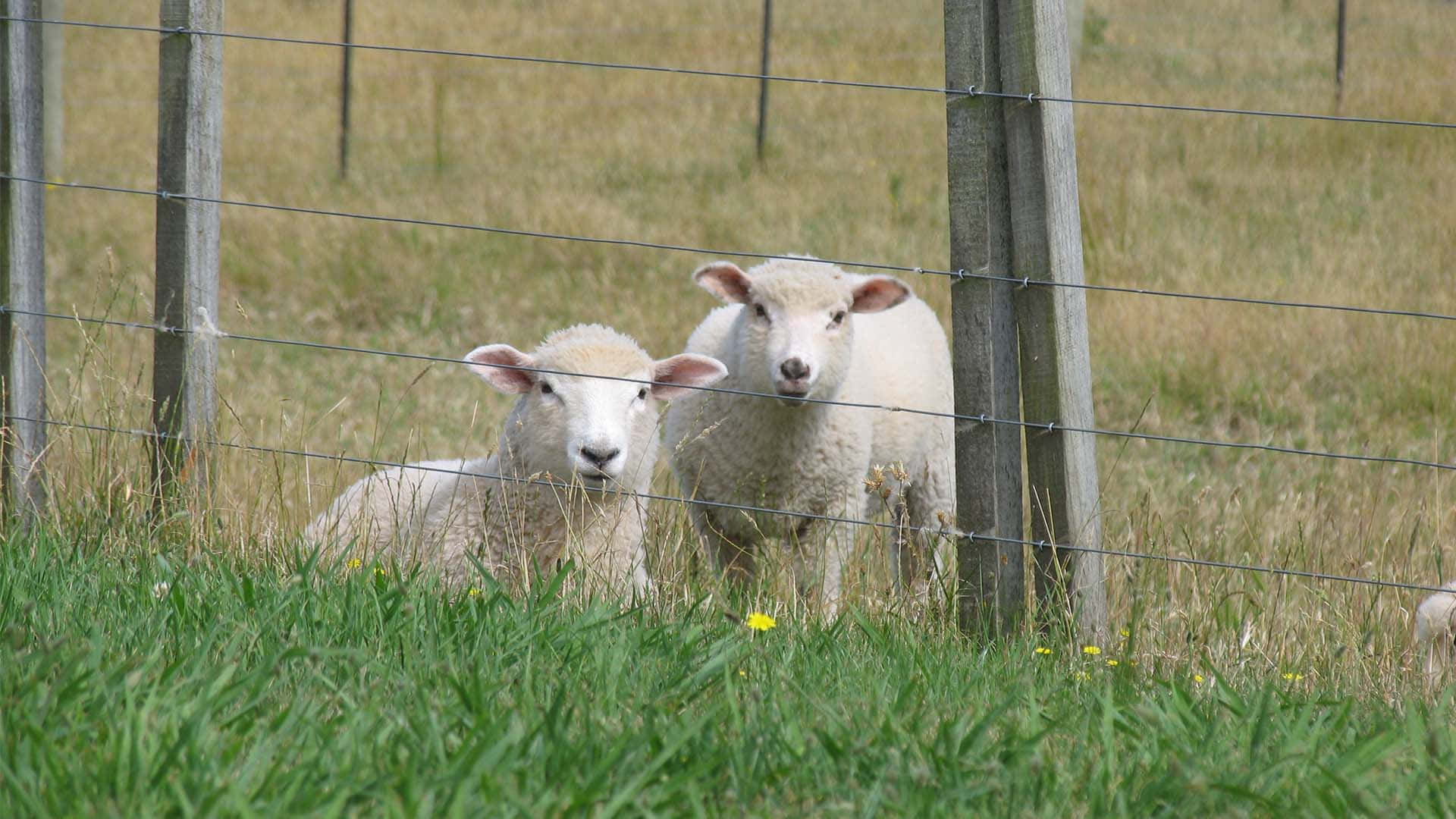 Sheep grazing the grassy hills