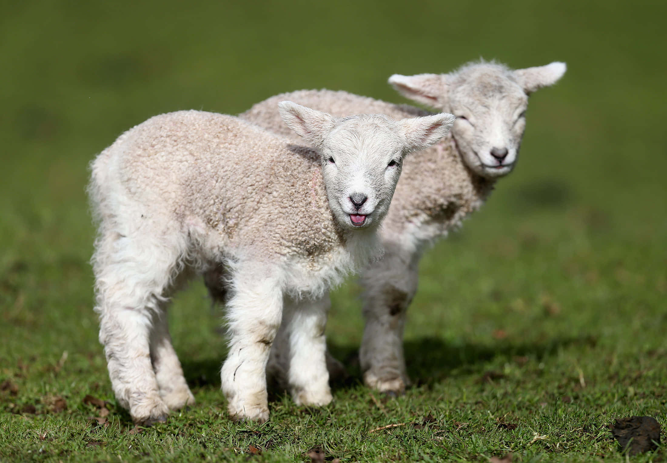 Einefriedliche Herde Schafe, Die Auf Der Weide Auf Dem Land Grast.