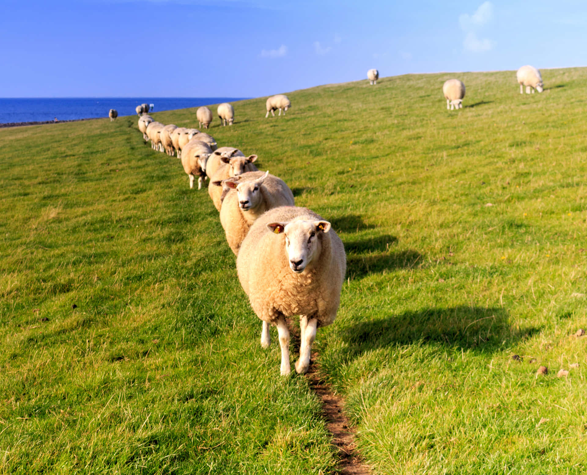 Einzufriedenes, Domestiziertes Schaf Genießt Einen Friedlichen Tag Auf Dem Land.