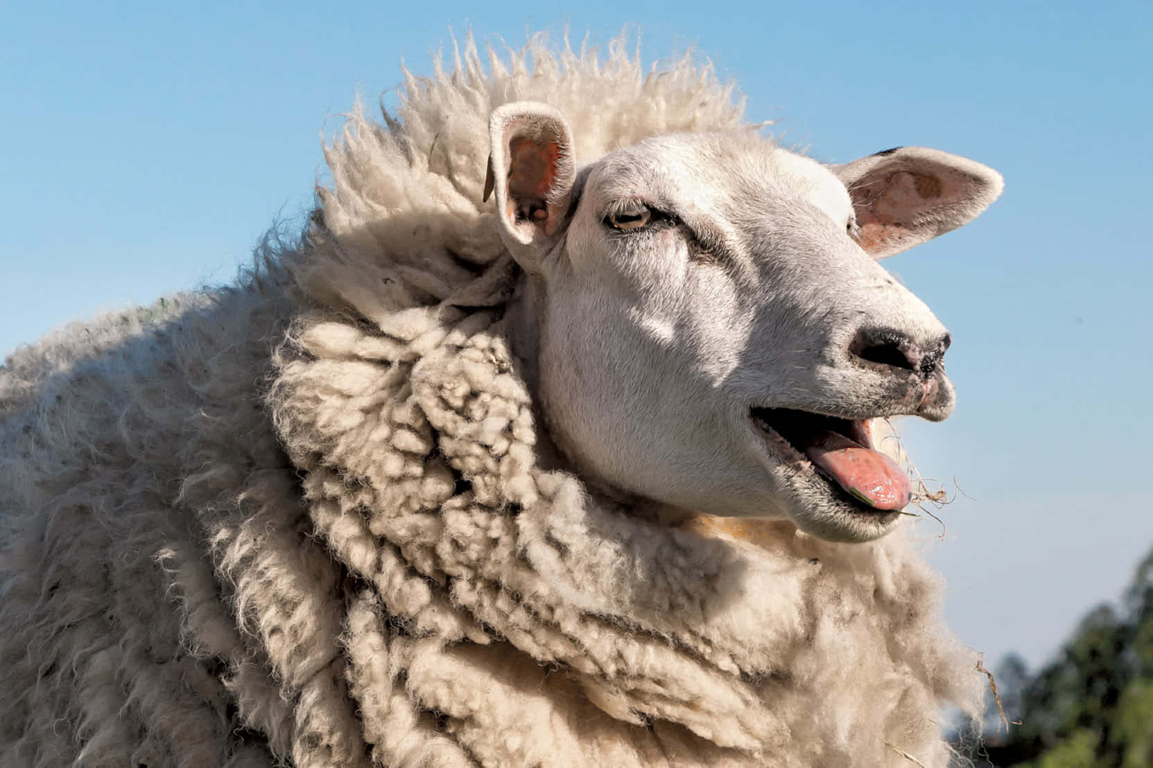 Dieskleines Schaf Kann Einfach Nicht Anders Als Zu Lächeln Zeigen!
