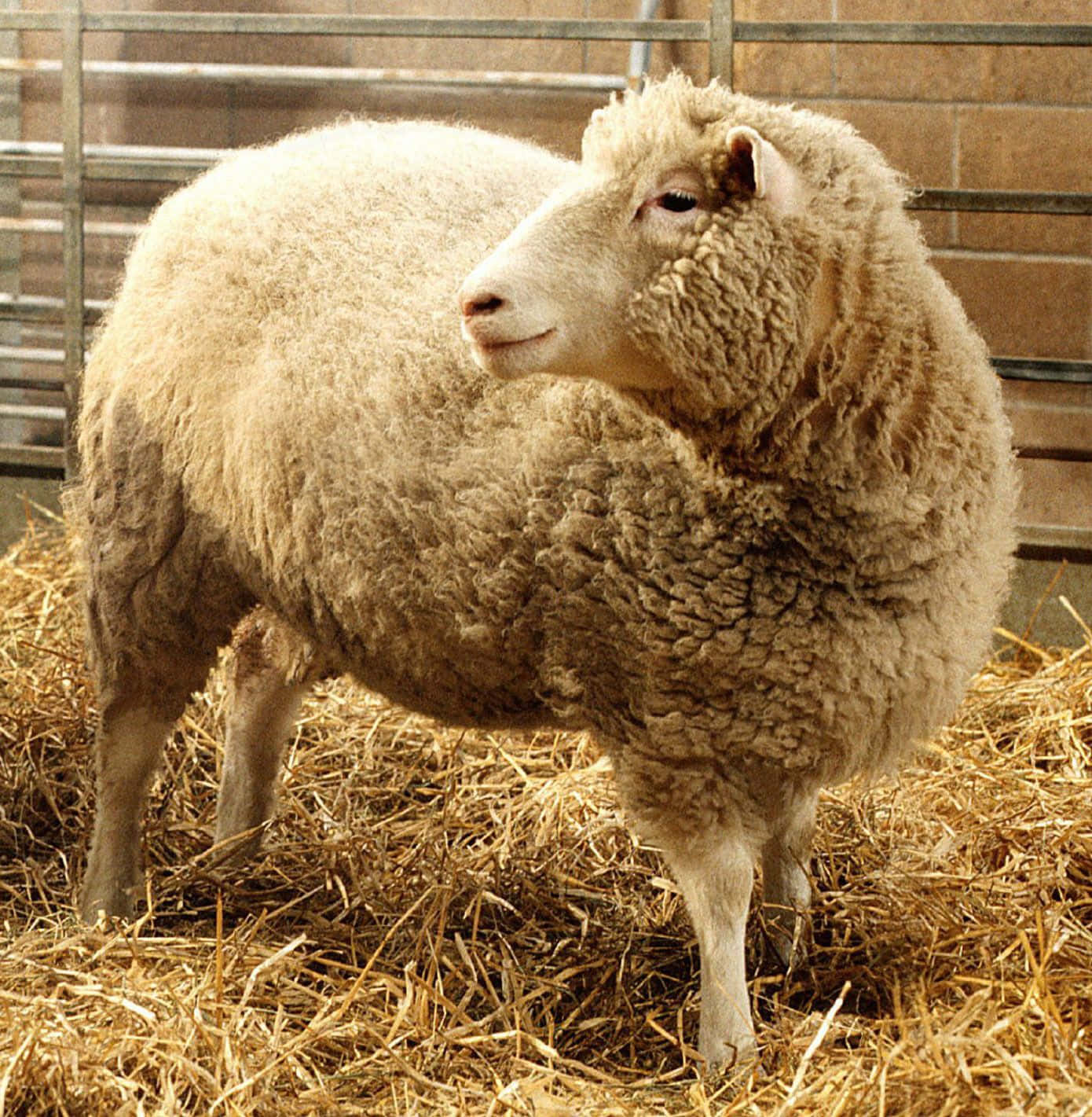 Ungregge Di Pecore In Una Fattoria