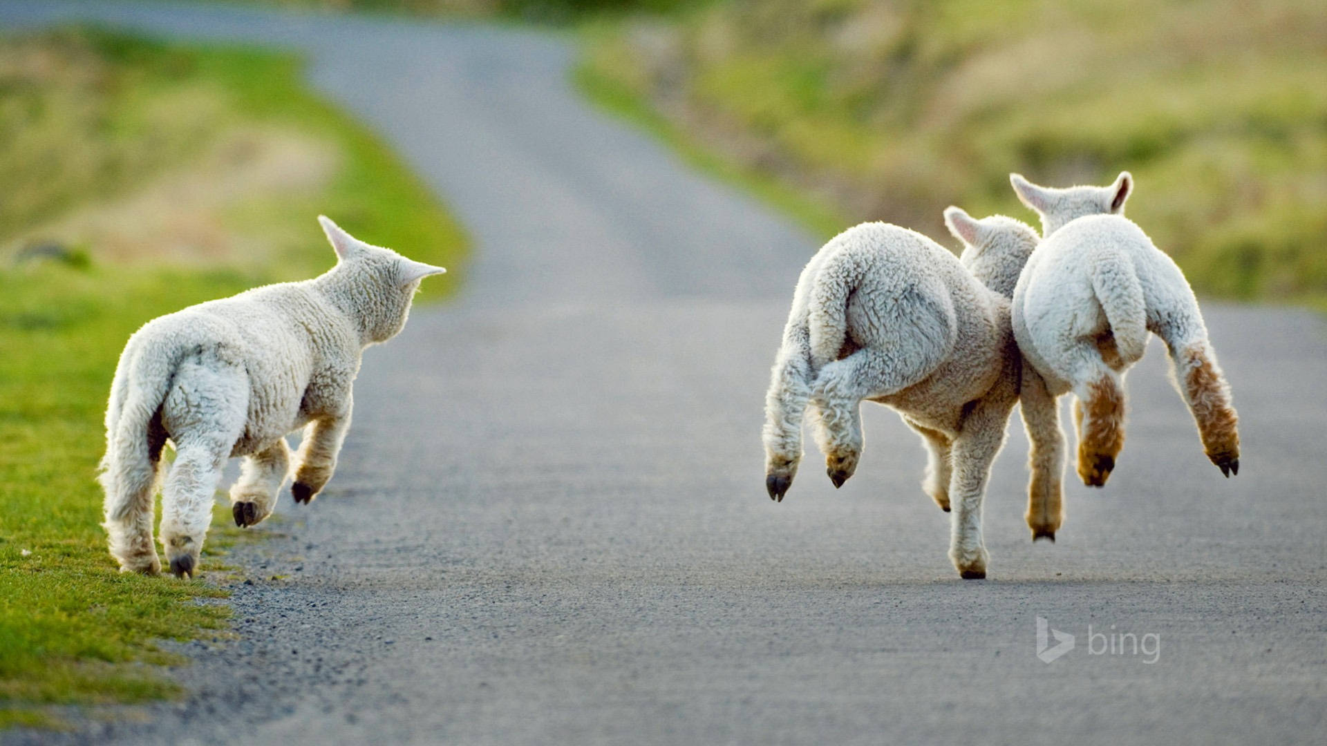Sheep Running In Road Wallpaper