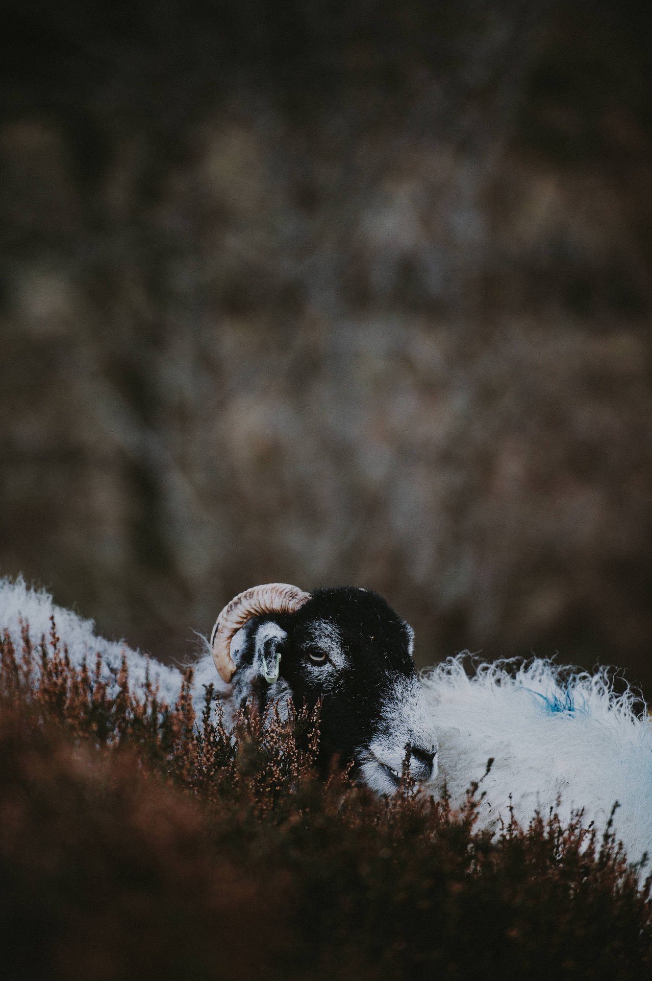 Sheep With Horn