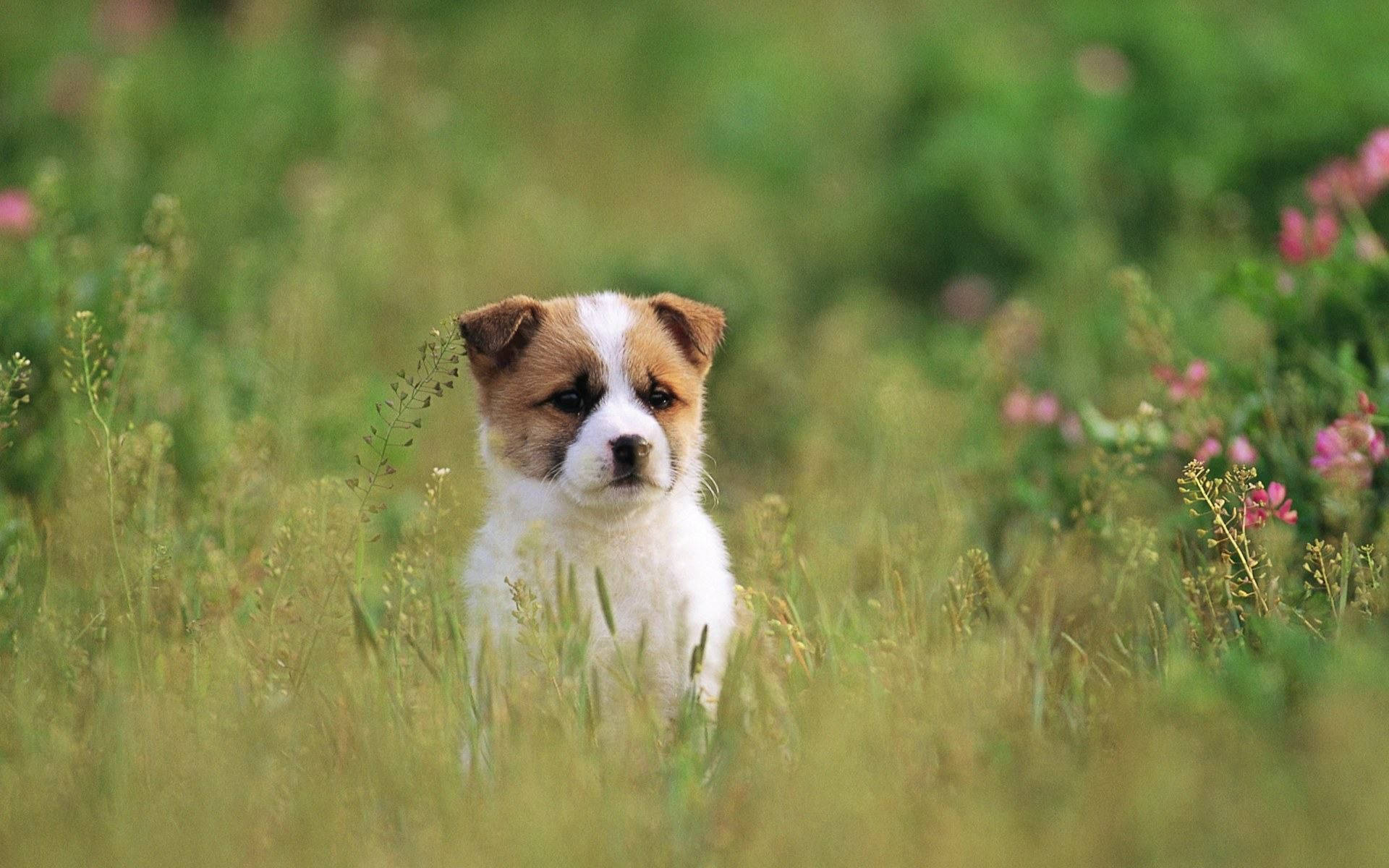 Sheepdog Puppy Dog In Grass Field Background