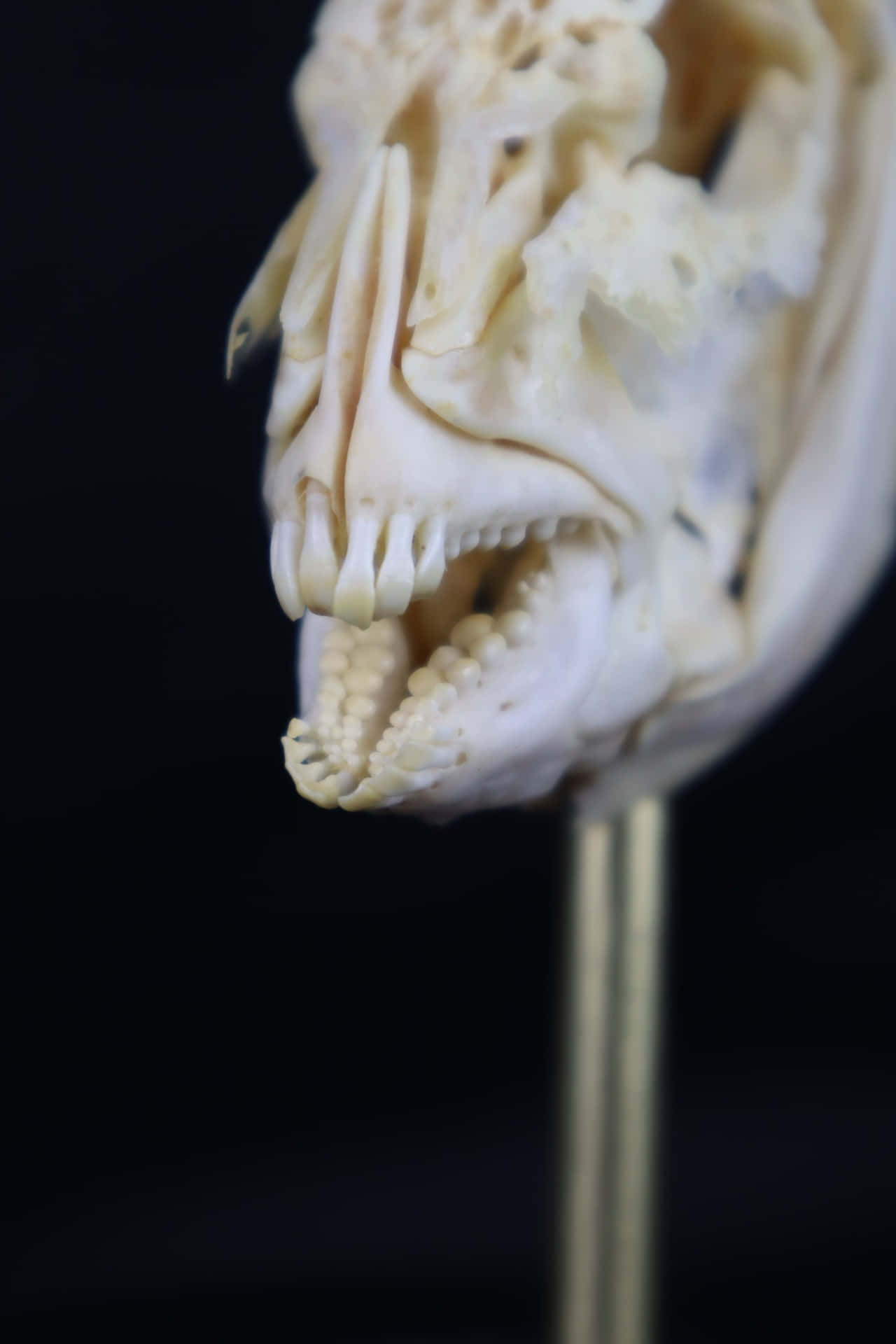 A Skull With Teeth On A Stand