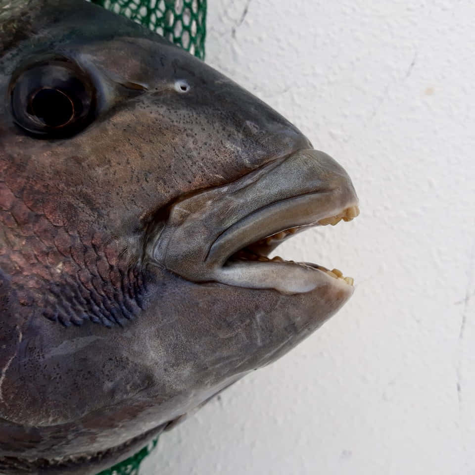 A Fish With Its Mouth Open Is Hanging On A Net