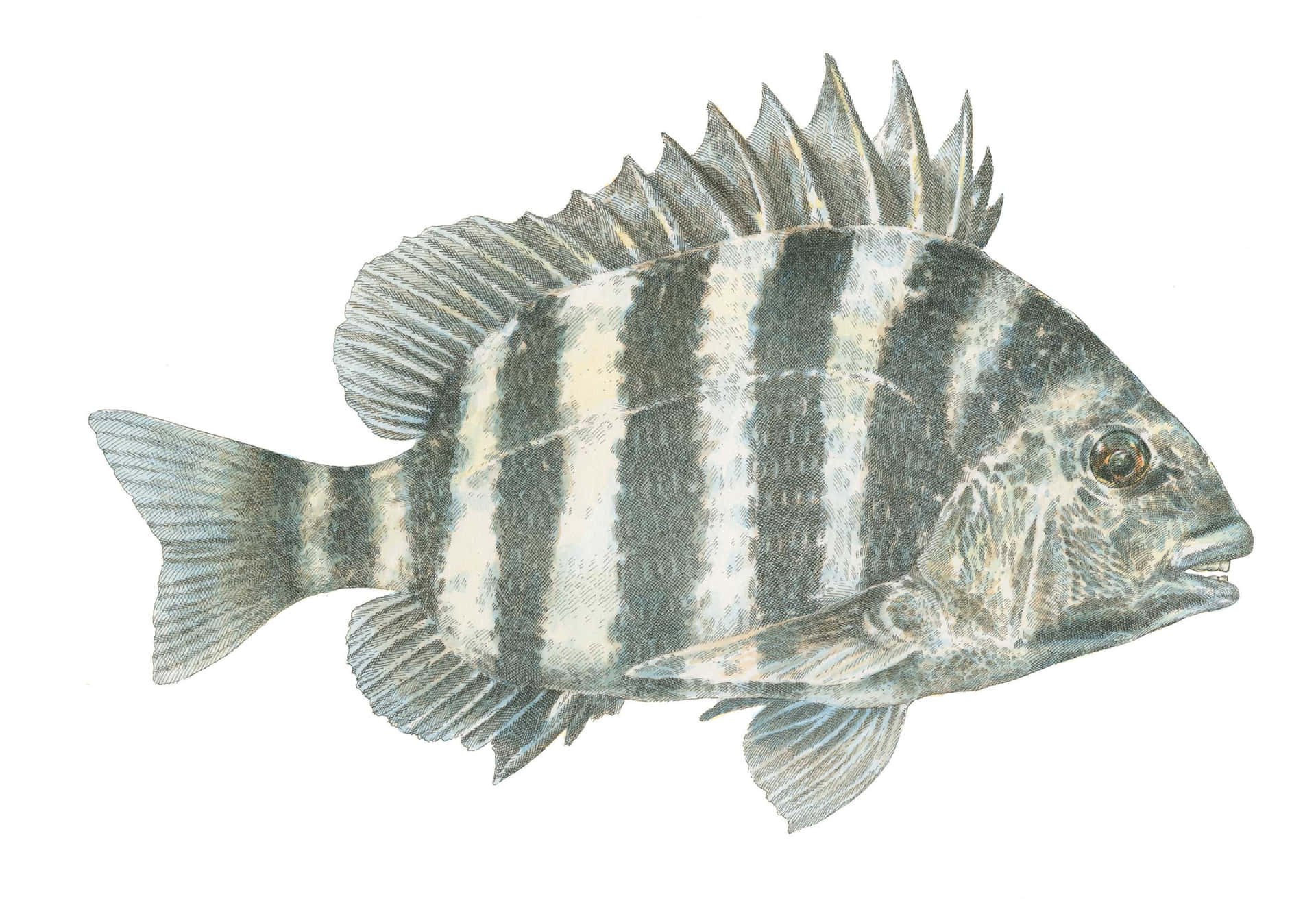 A Black And White Fish With Stripes